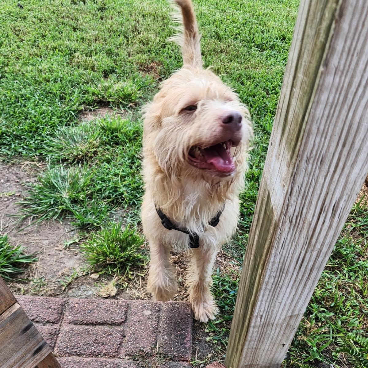 Archabald — thumbnail 3