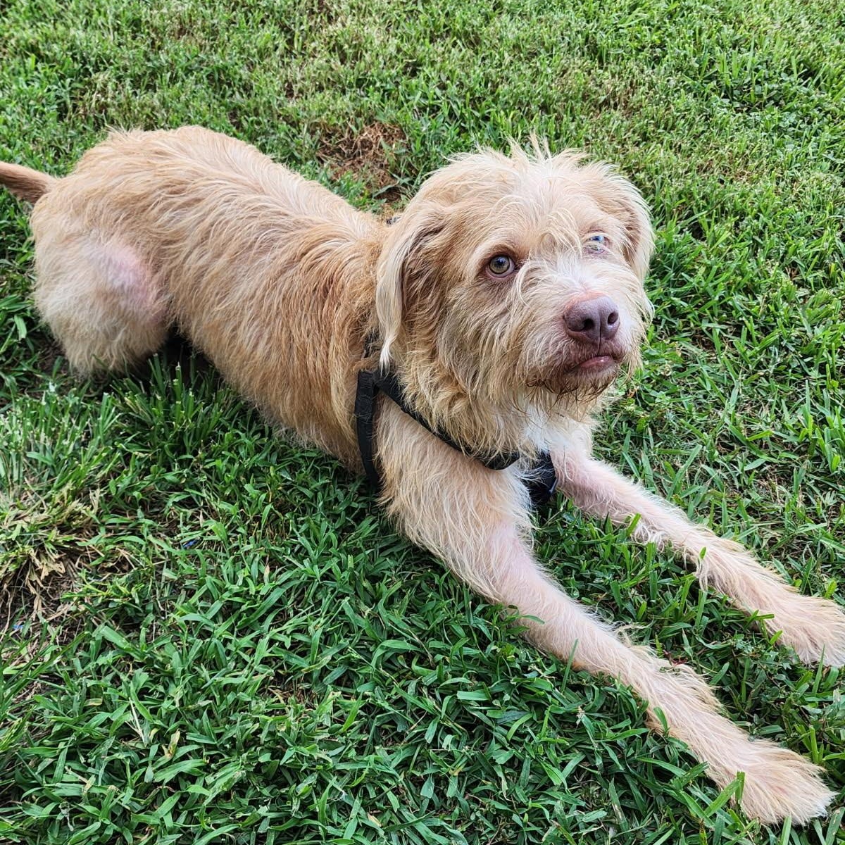 Archabald — thumbnail 4