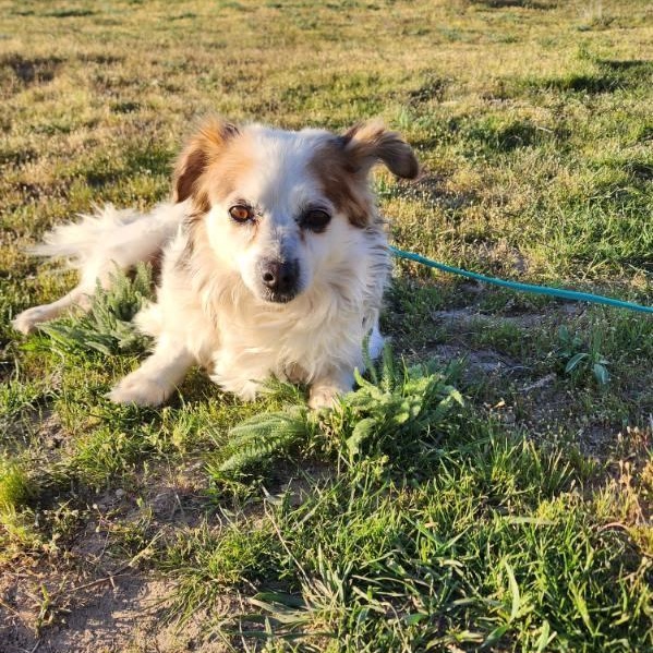 Enlarge Noble, a Adoptable mixed breed in Olympia, WA image 1/6