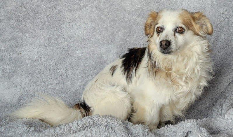 Enlarge Noble, a Adoptable mixed breed in Olympia, WA image 4/6