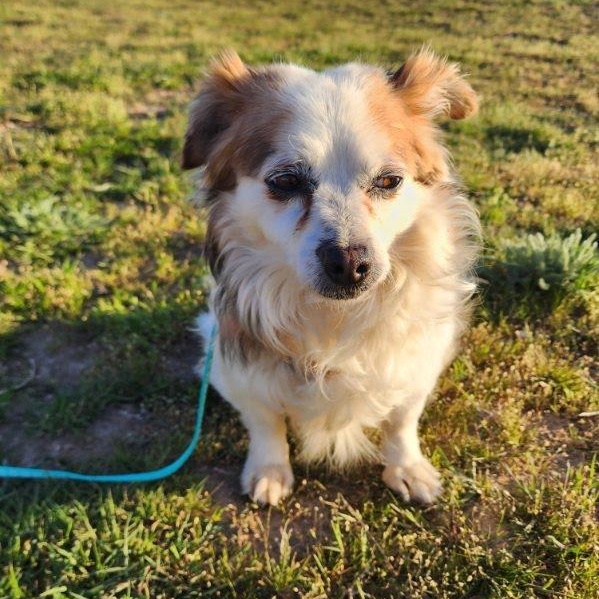 Enlarge Noble, a Adoptable mixed breed in Olympia, WA image 2/6