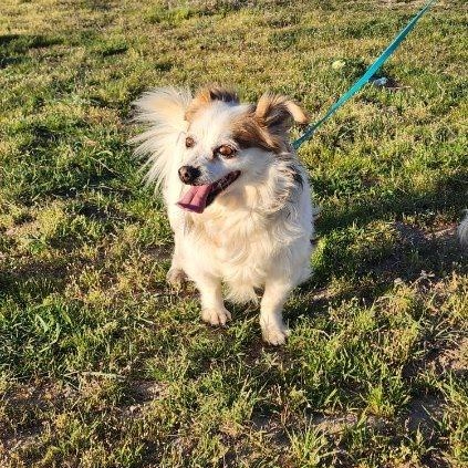 Enlarge Noble, a Adoptable mixed breed in Olympia, WA image 5/6