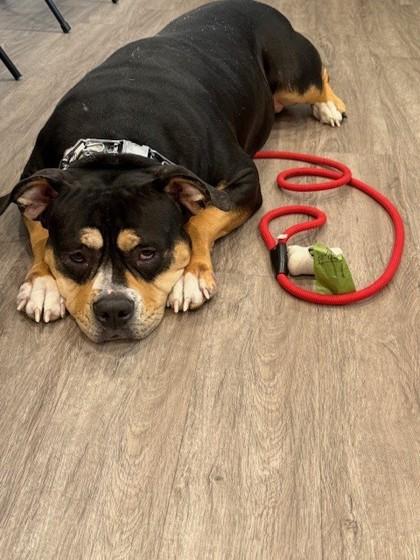 Enlarge Lili, a Adoptable mixed breed in Montclair, NJ image 1/1