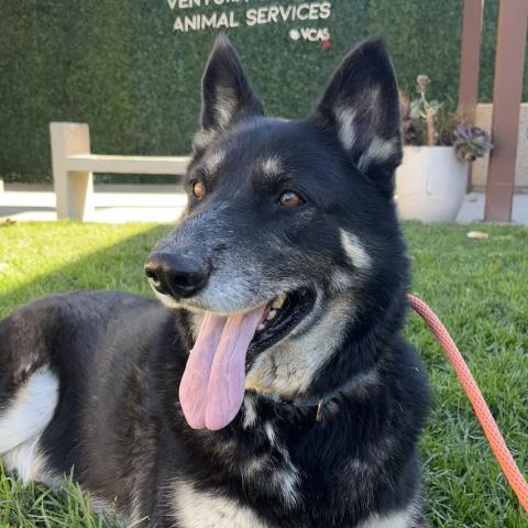 Enlarge LUCKY, a Adoptable mixed breed in Camarillo, CA image 1/1
