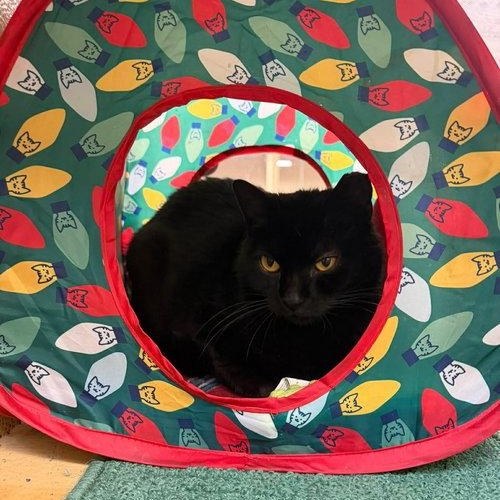 Enlarge Luna, a ADOPTABLE Domestic Short Hair in Mount Royal, NJ image 2/2
