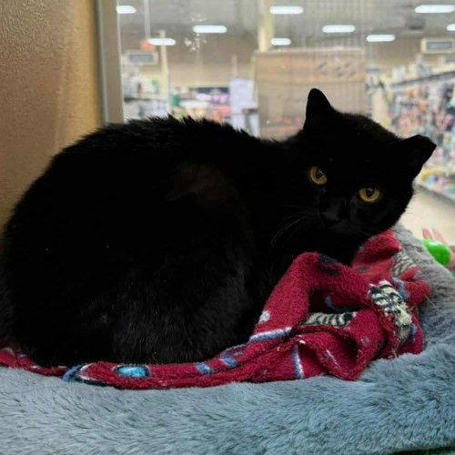Luna, ADOPTABLE, Young Female Domestic Short Hair.