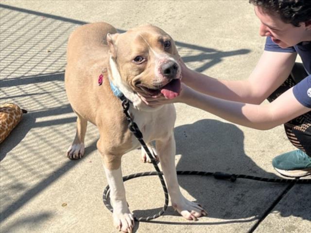 Enlarge HAKU, a Adoptable Pit Bull Terrier in Chapel Hill, NC image 1/1
