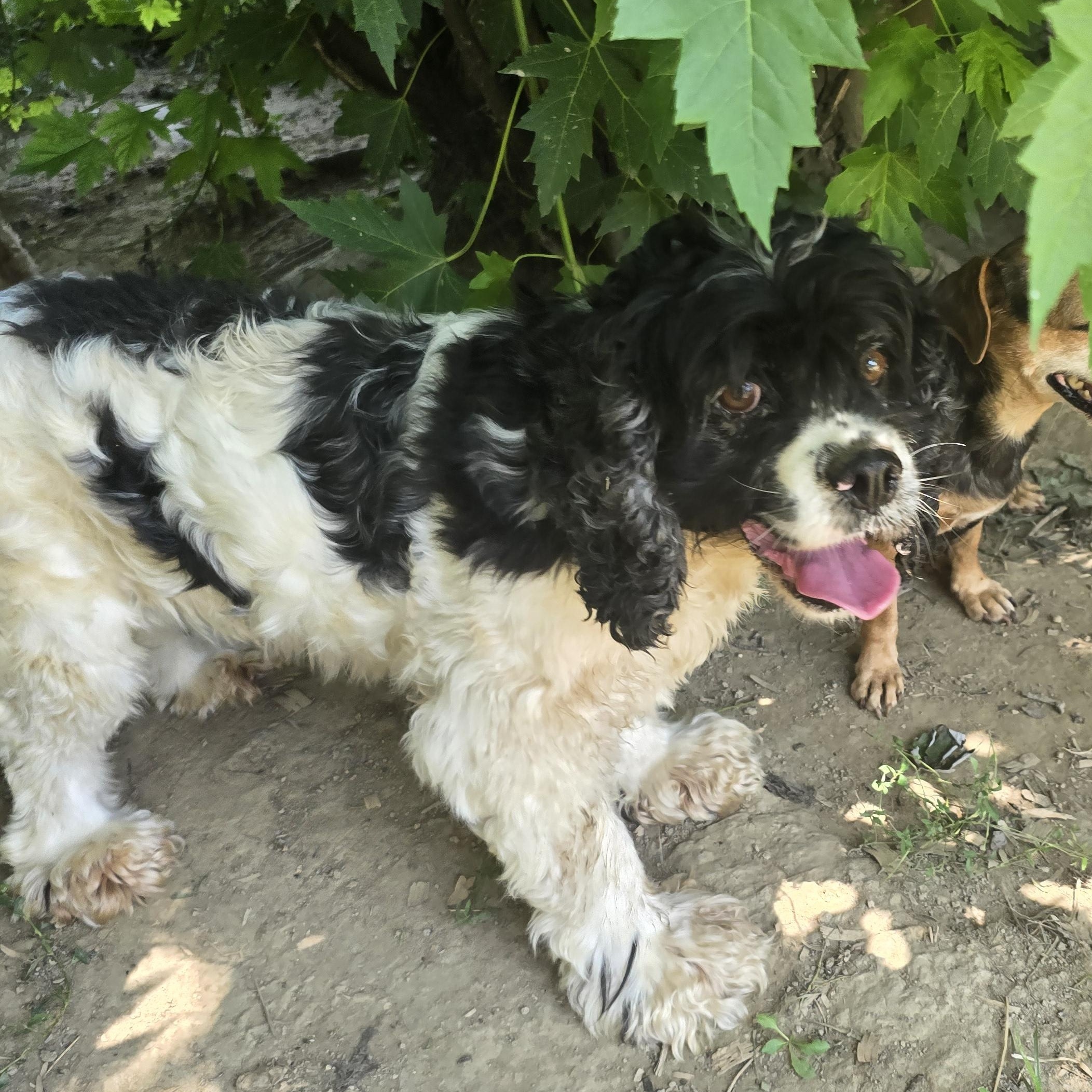 Cassie, a ADOPTABLE Cocker Spaniel in Zaleski, OH image 1/2