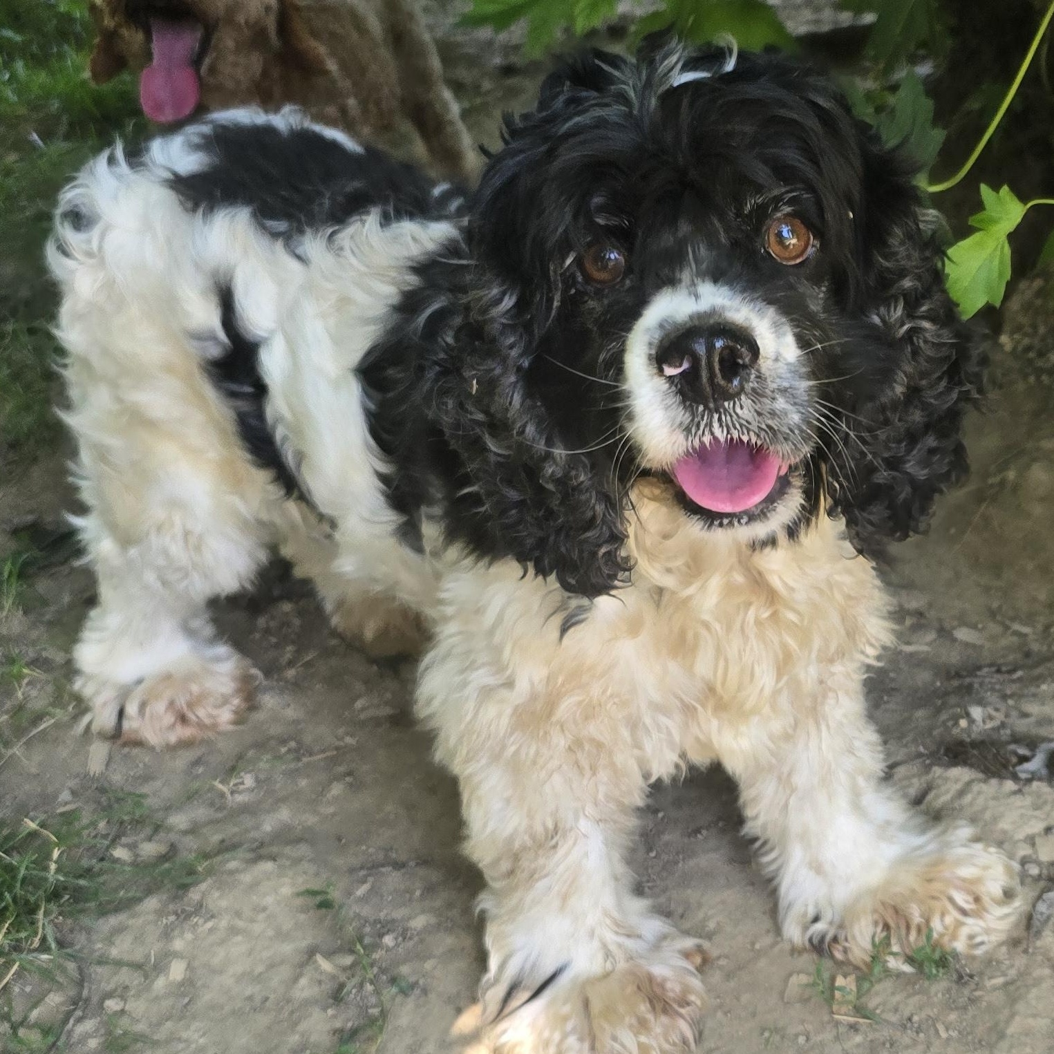 Cassie, a ADOPTABLE Cocker Spaniel in Zaleski, OH image 2/2