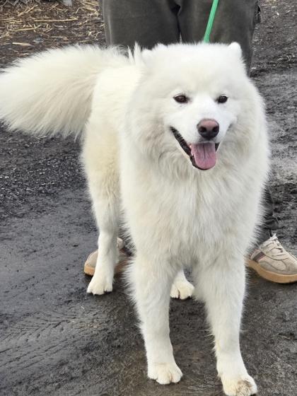 Tairn, Adoptable, Adult Male Mixed Breed & Mixed Breed.