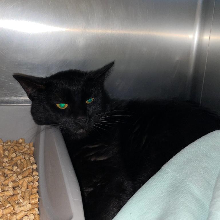 Lorenzo: Rodent Responder, adoption fee waived!, Adoptable, Adult Male Domestic Short Hair.