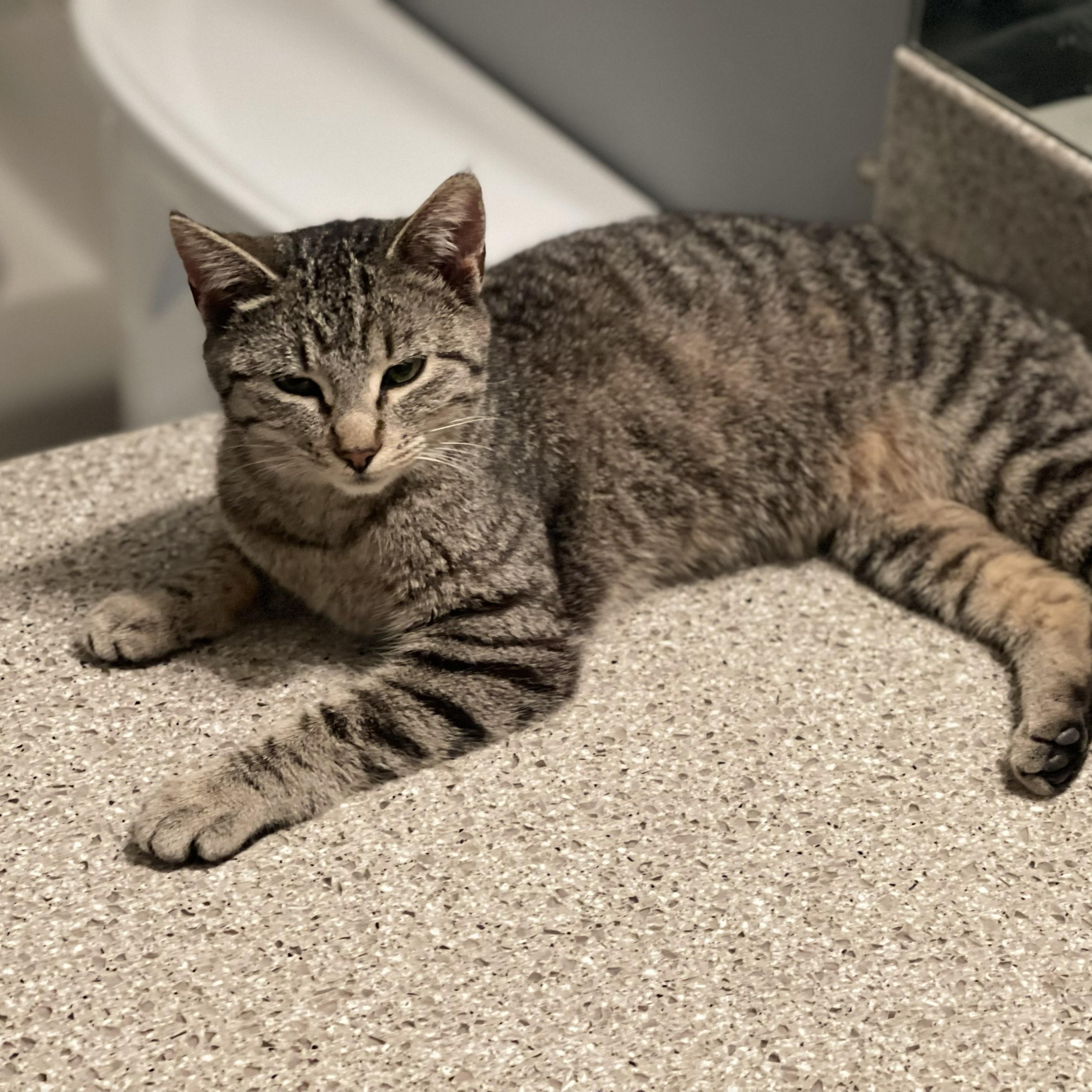 Enlarge Ashfur, a ADOPTABLE Domestic Short Hair in Sammamish, WA image 3/6