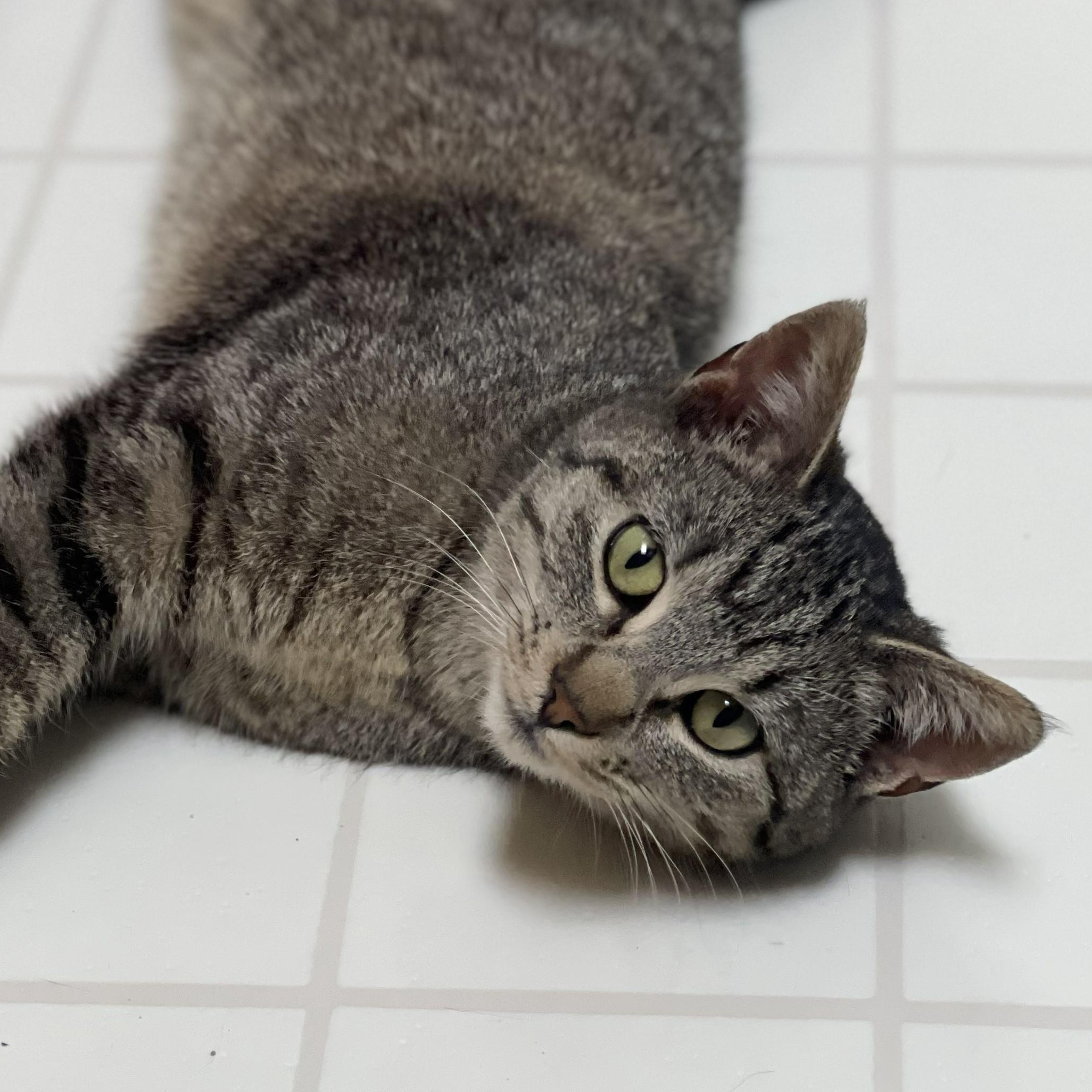 Enlarge Ashfur, a ADOPTABLE Domestic Short Hair in Sammamish, WA image 4/6