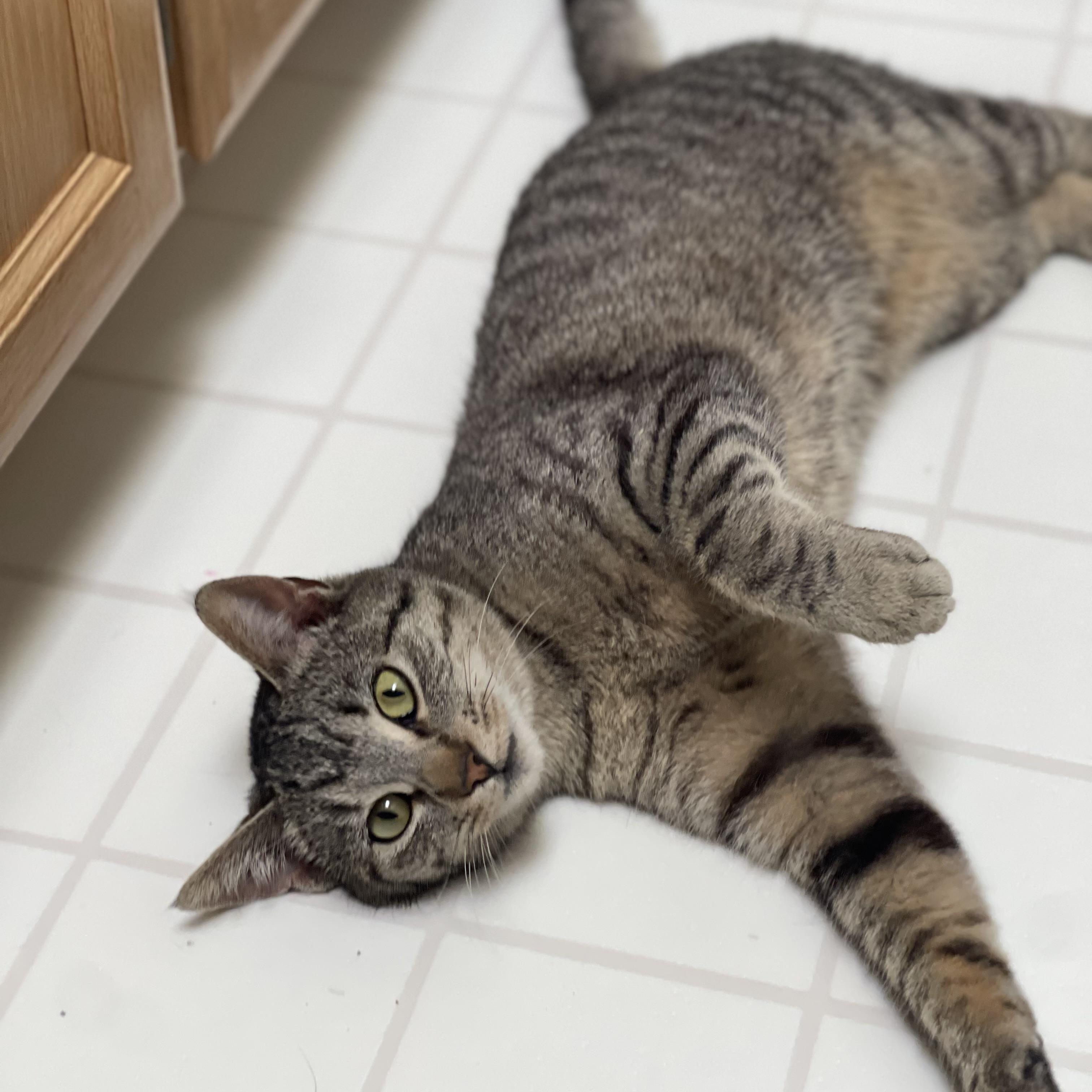 Ashfur, ADOPTABLE, Kitten Female Domestic Short Hair.