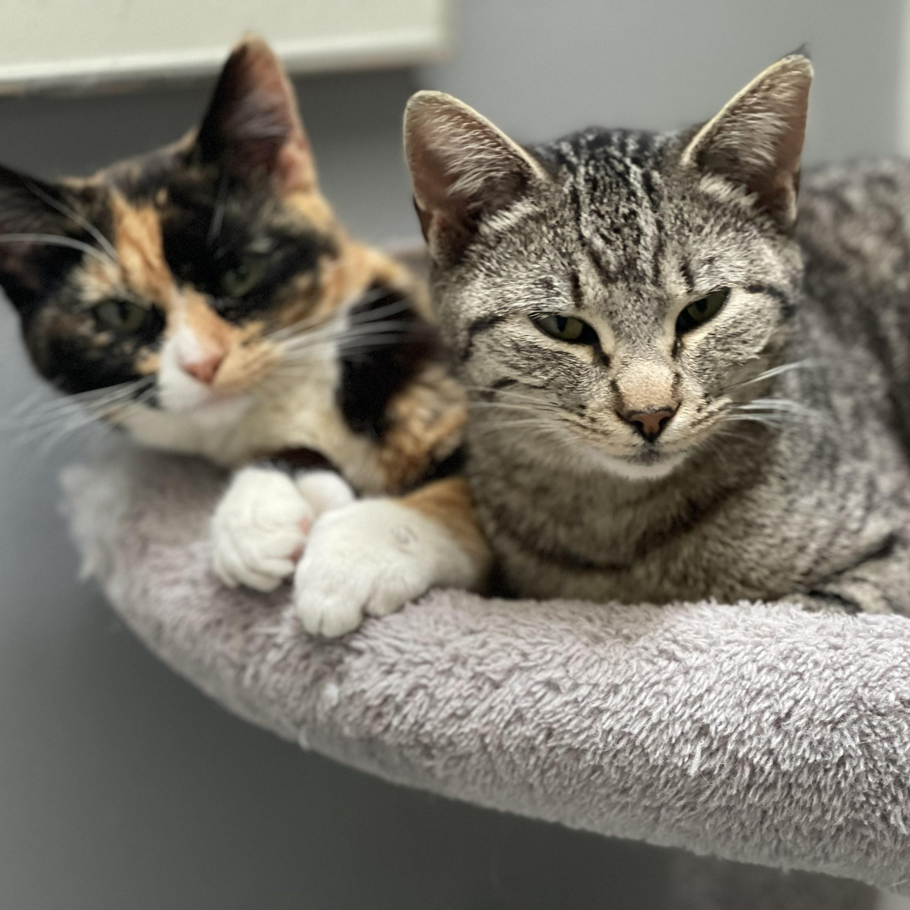 Enlarge Ashfur, a ADOPTABLE Domestic Short Hair in Sammamish, WA image 5/6