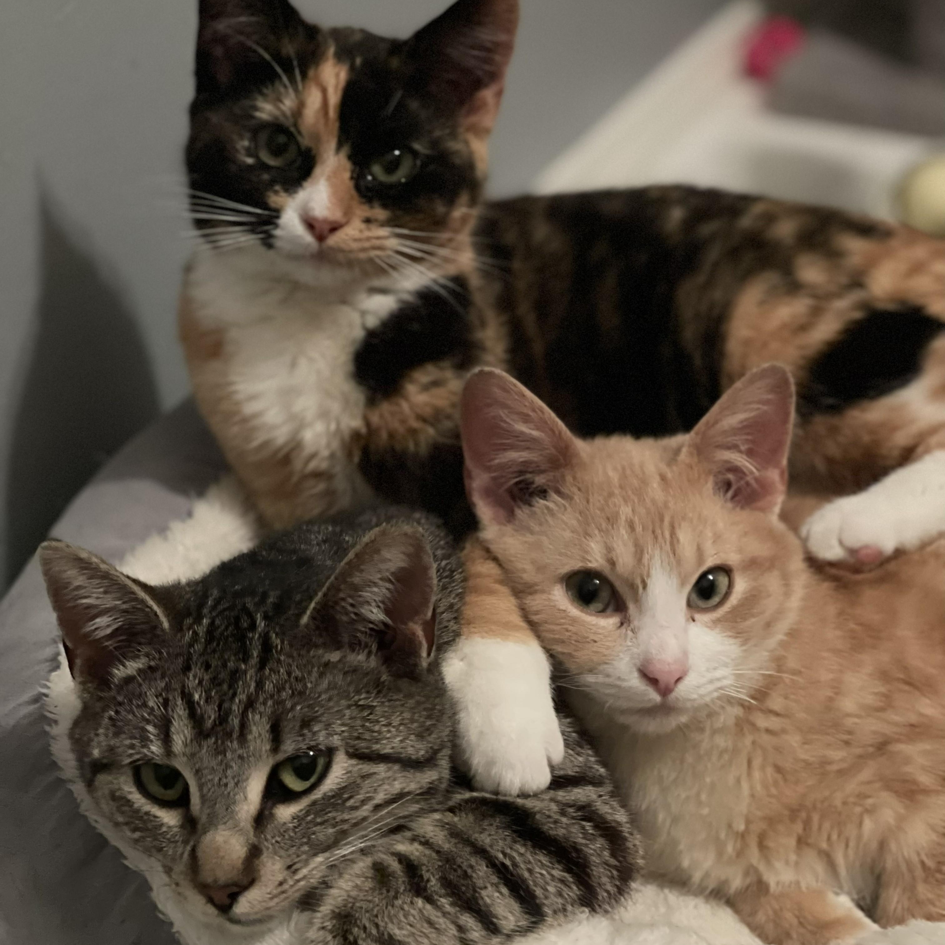 Enlarge Ashfur, a ADOPTABLE Domestic Short Hair in Sammamish, WA image 6/6