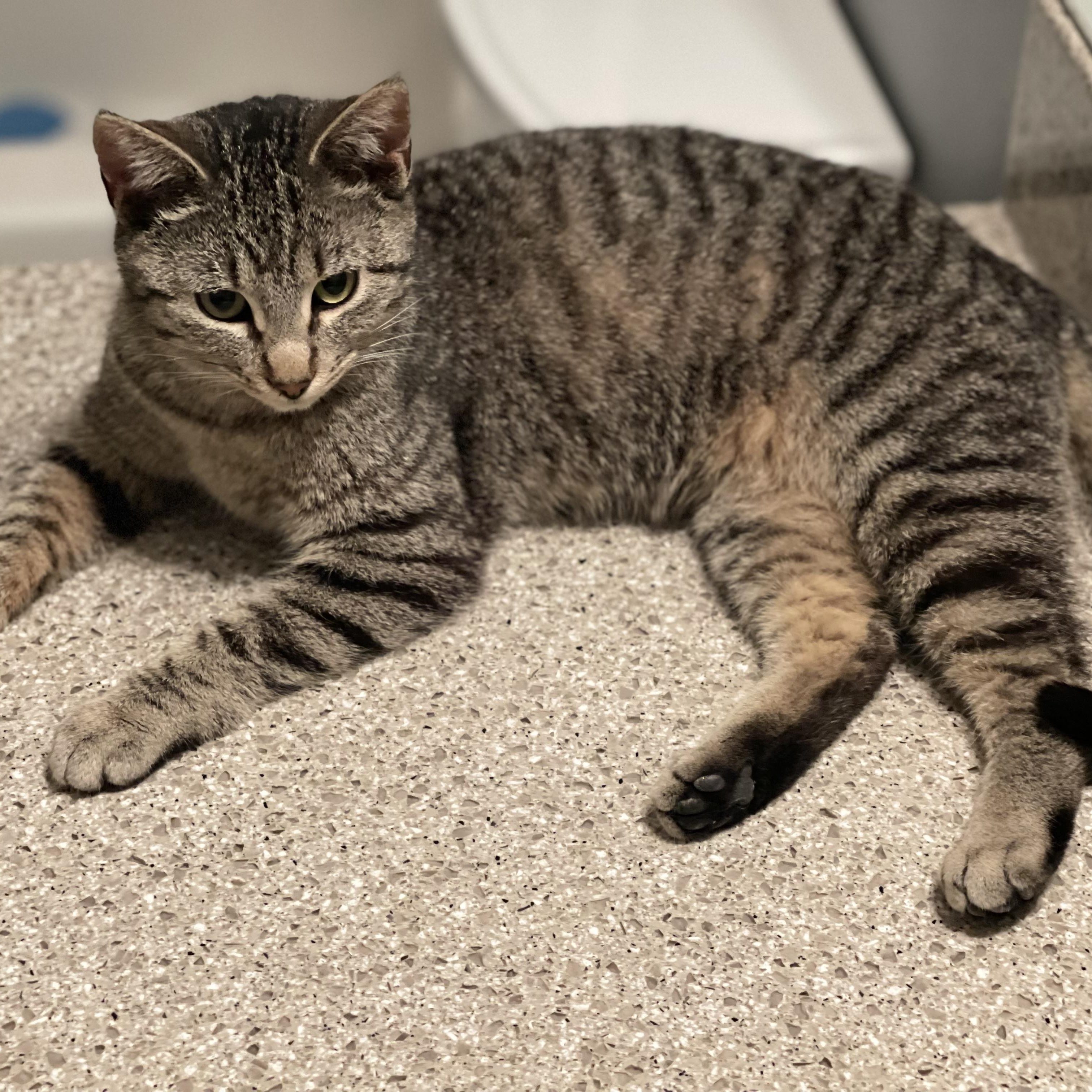 Enlarge Ashfur, a ADOPTABLE Domestic Short Hair in Sammamish, WA image 2/6