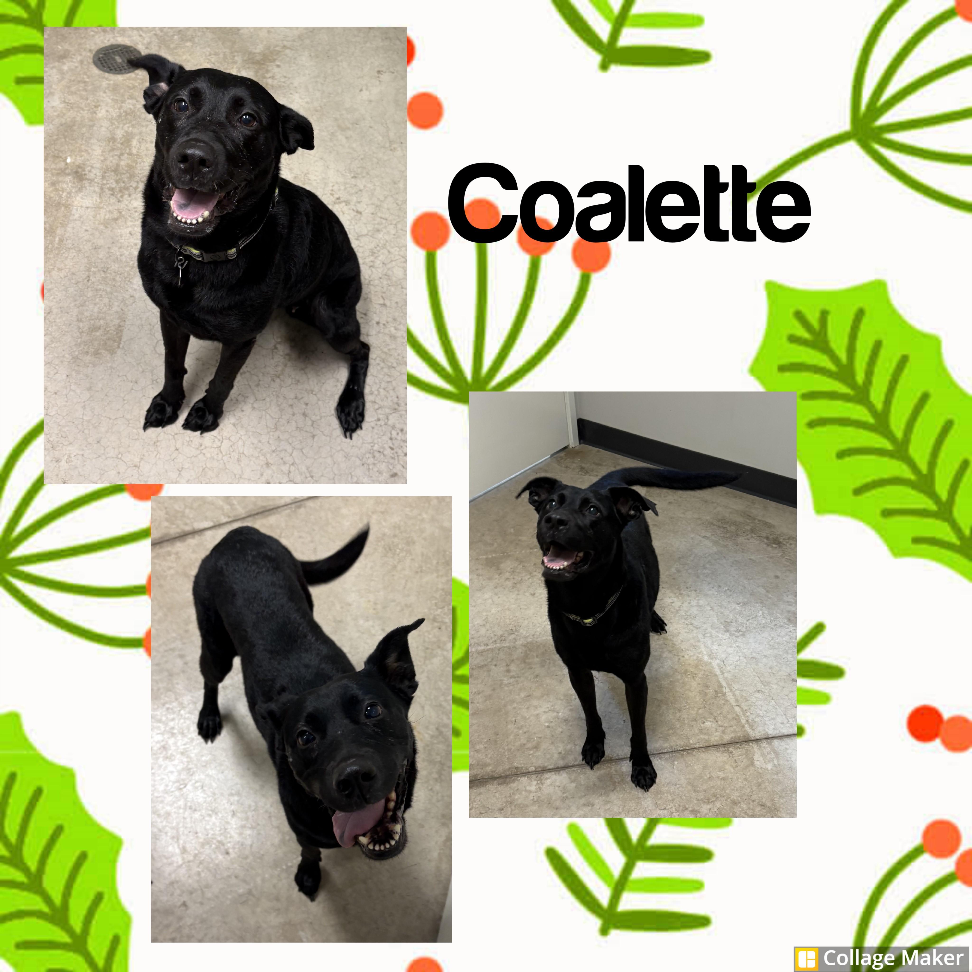 Coalette, ADOPTABLE, Adult Female Labrador Retriever.