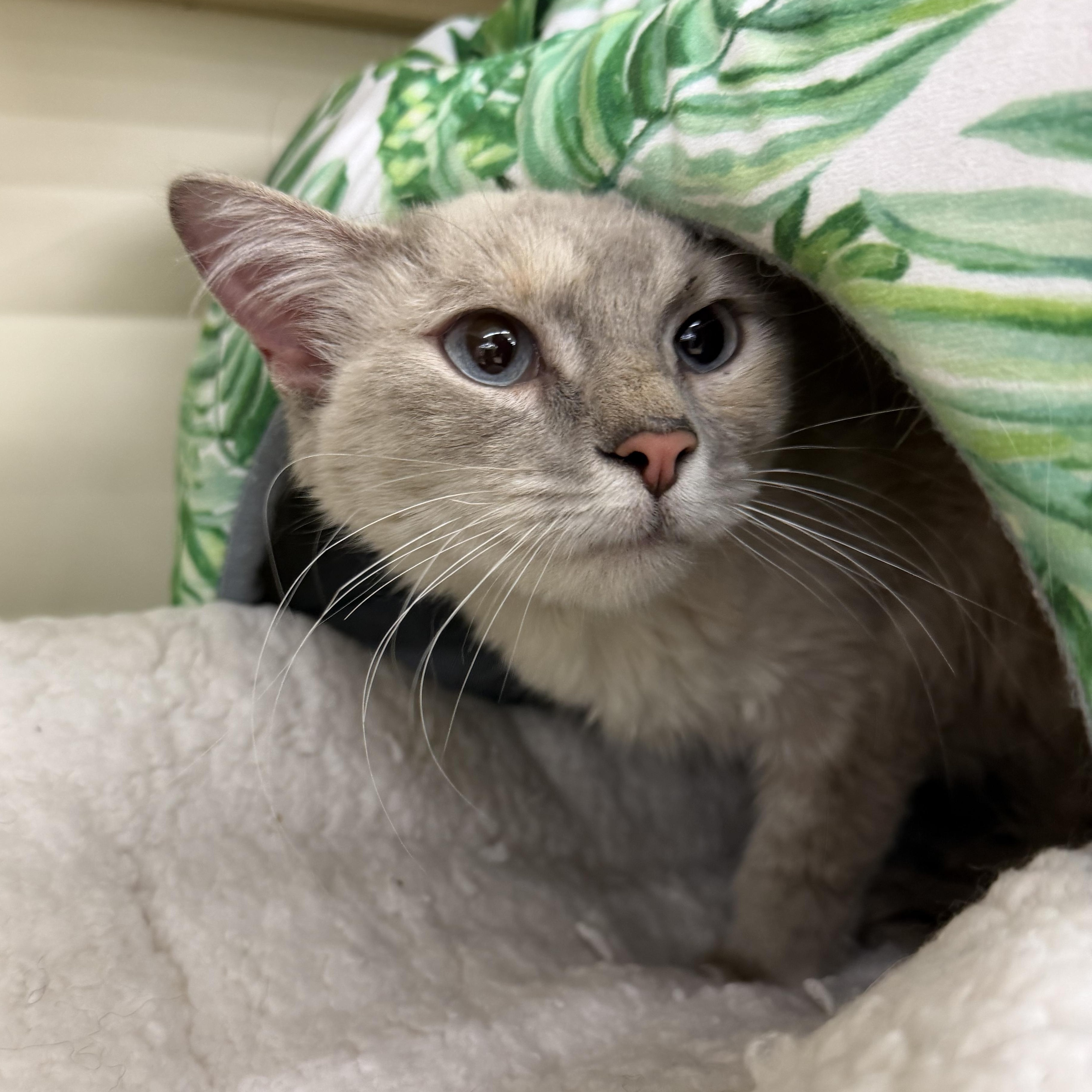 Enlarge Misty, a ADOPTABLE Siamese in Fairlawn, OH image 1/4