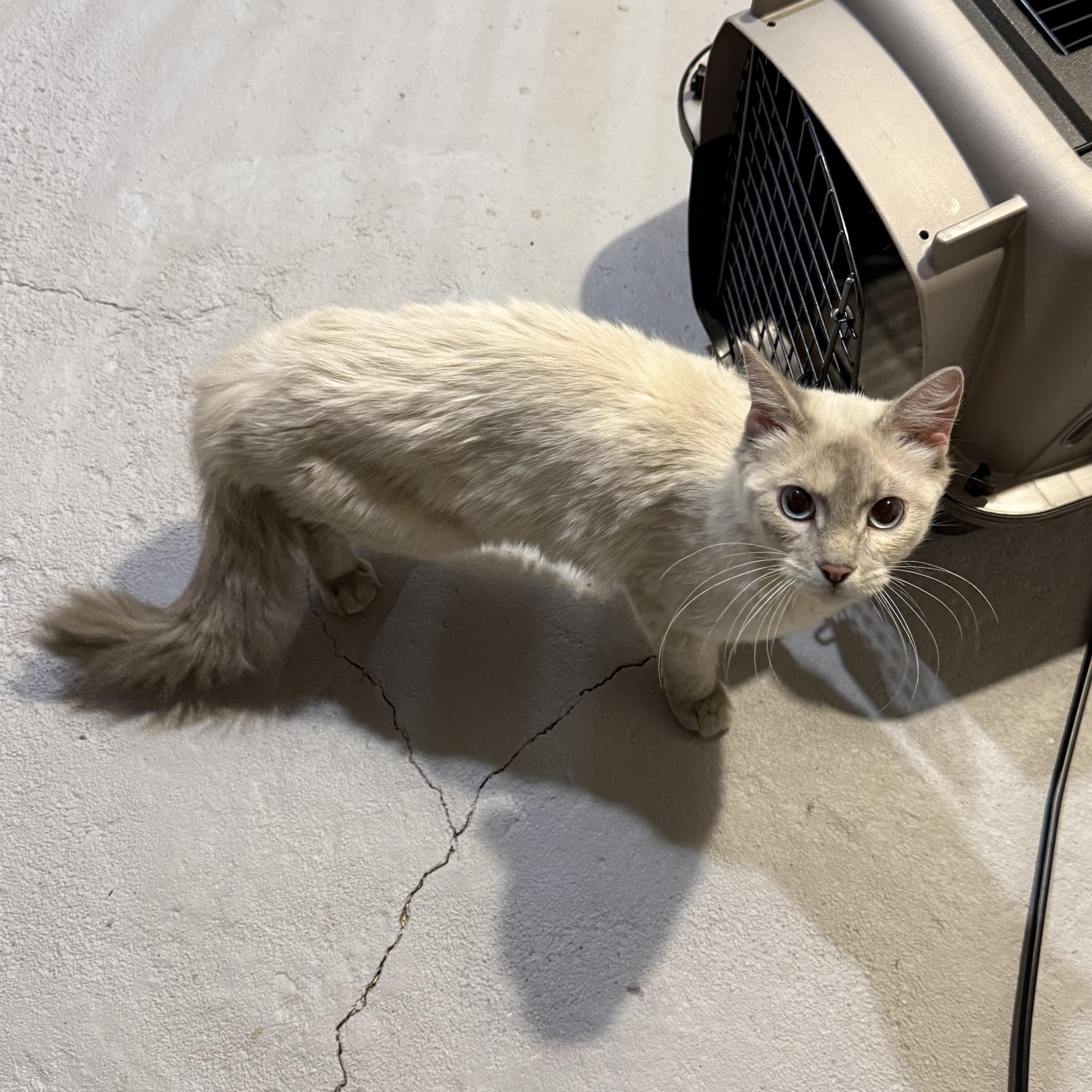 Enlarge Misty, a ADOPTABLE Siamese in Fairlawn, OH image 2/4