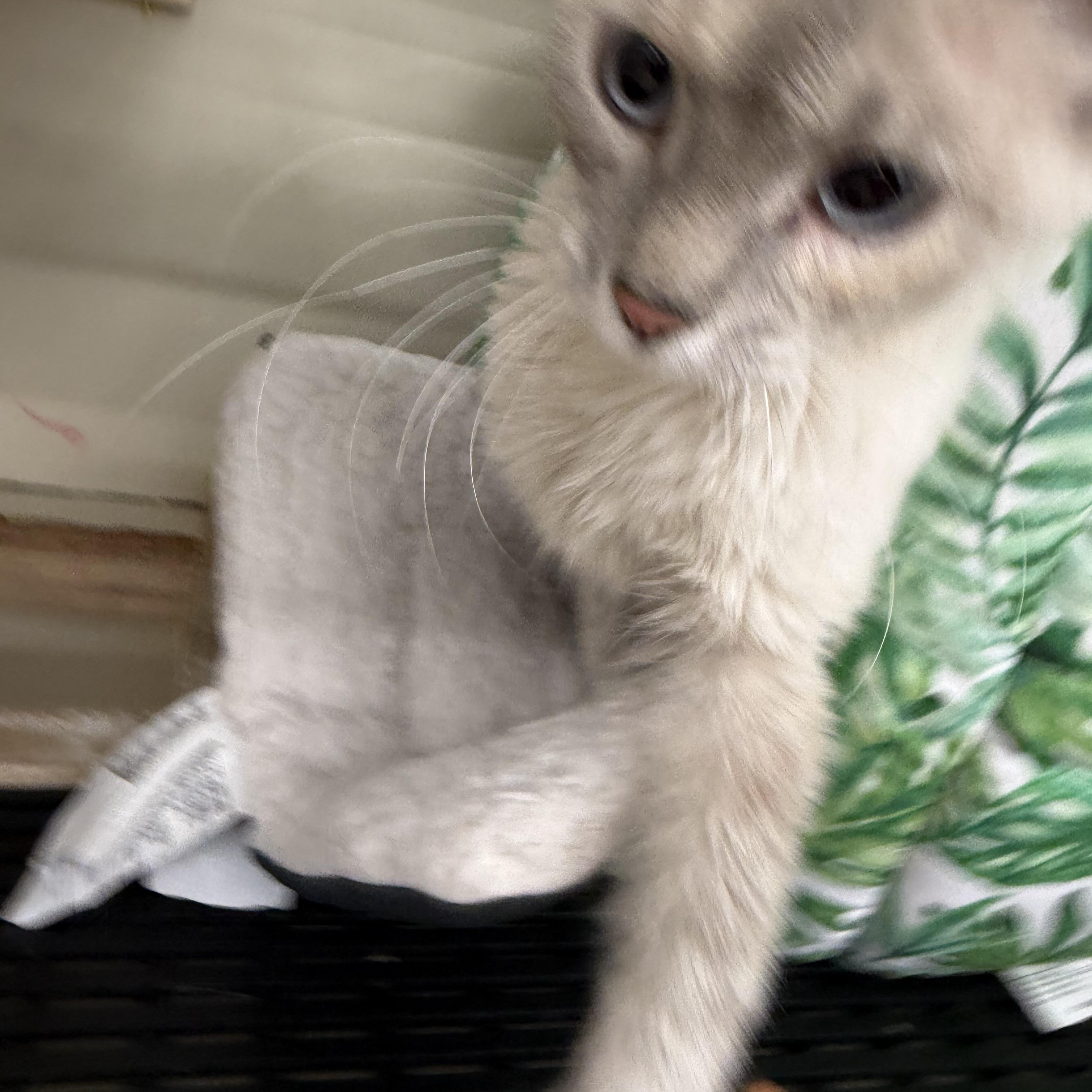 Enlarge Misty, a ADOPTABLE Siamese in Fairlawn, OH image 3/4