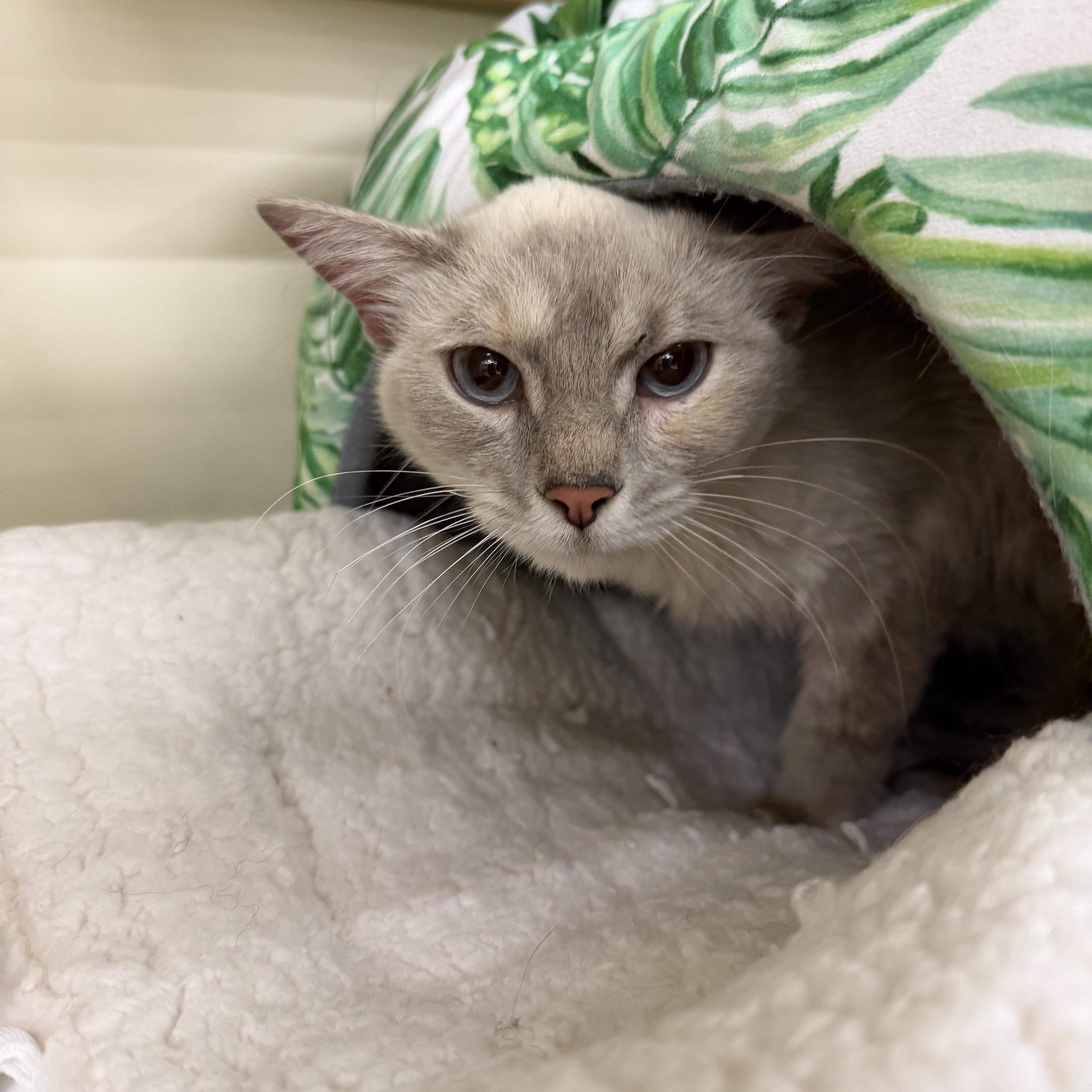 Enlarge Misty, a ADOPTABLE Siamese in Fairlawn, OH image 4/4