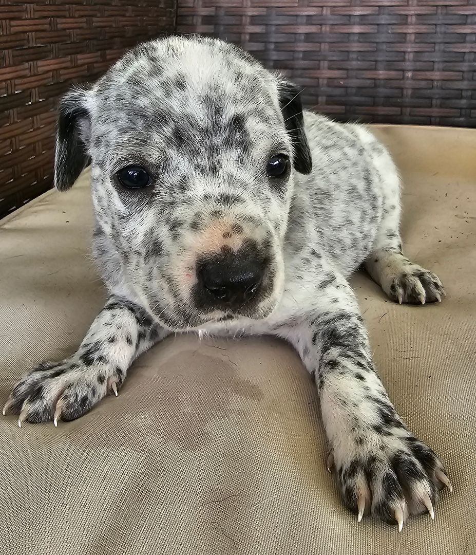 Iceburg II, Adopted, Puppy Female Australian Cattle Dog / Blue Heeler.