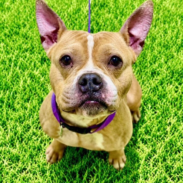 Lilly, ADOPTABLE, Young Female Pit Bull Terrier.