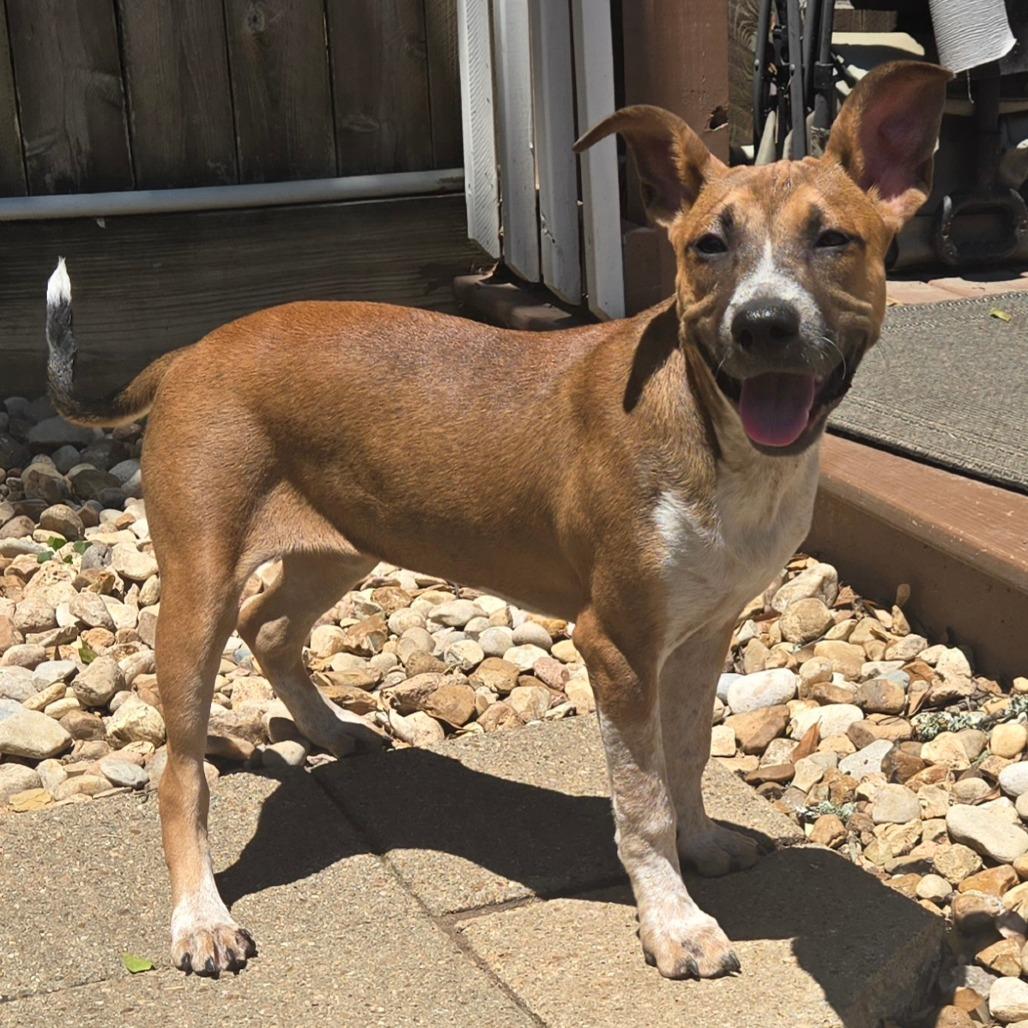 Enlarge Riley, a Adoptable Shepherd in Montgomery, TX image 1/5