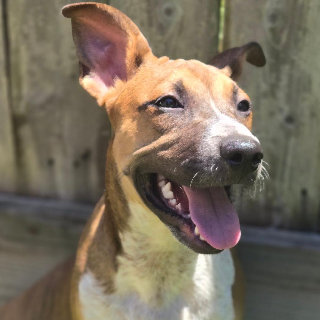 Enlarge Riley, a Adoptable Shepherd in Montgomery, TX image 2/5