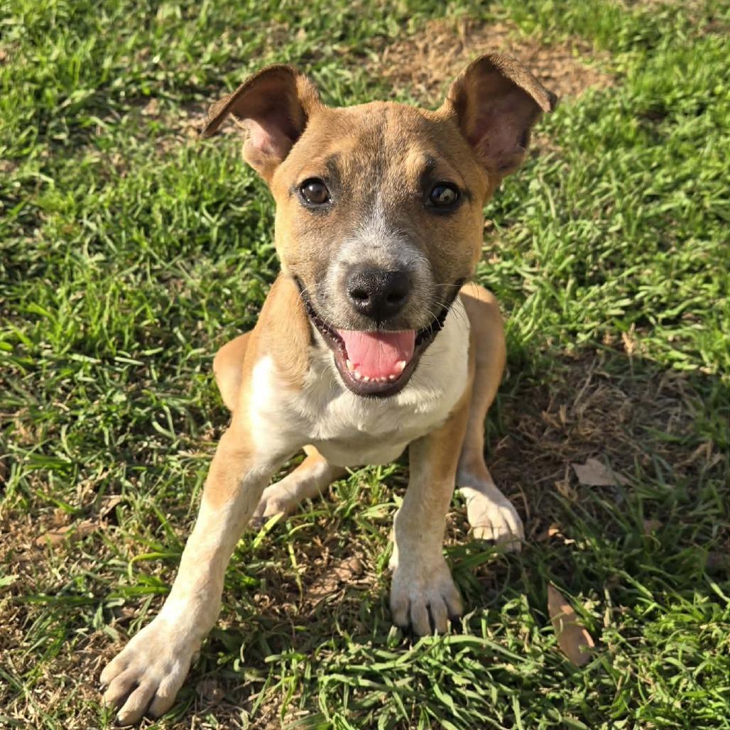 Riley, Adoptable, Puppy Female Shepherd.