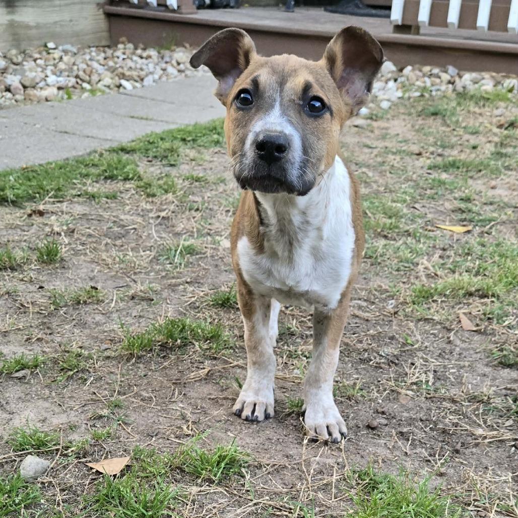Enlarge Riley, a Adoptable Shepherd in Montgomery, TX image 2/6