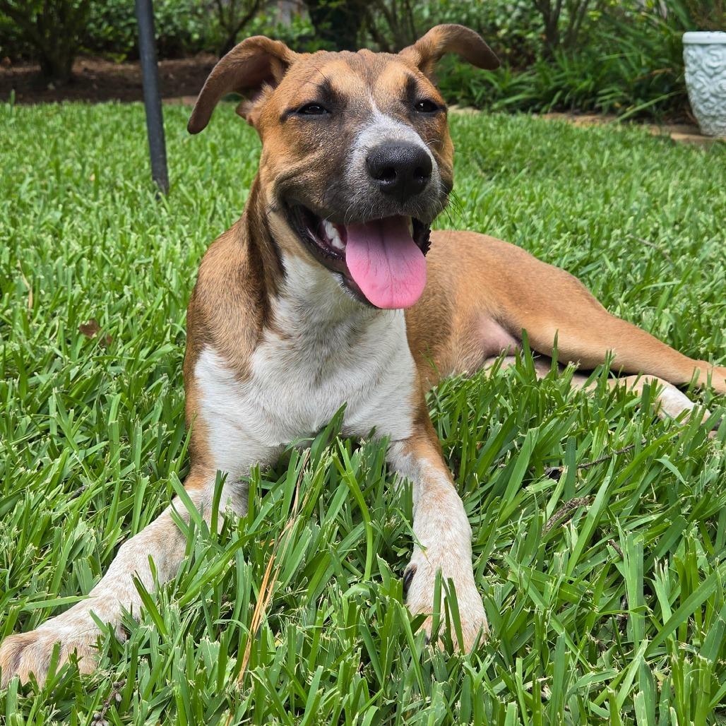 Riley, a Adoptable Shepherd in Montgomery, TX image 3/6