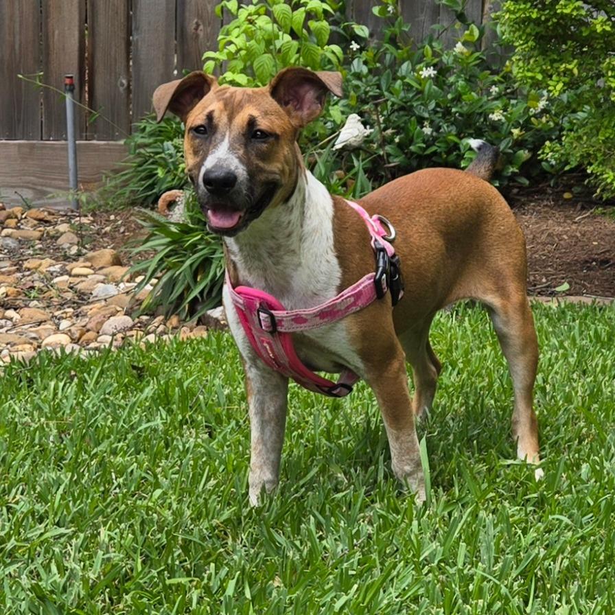 Riley, a Adoptable Shepherd in Montgomery, TX image 4/6