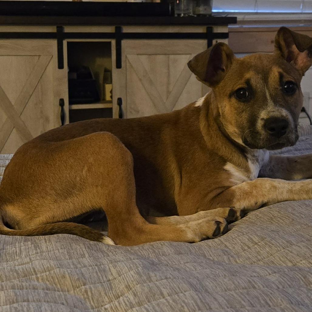 Enlarge Riley, a Adoptable Shepherd in Montgomery, TX image 3/6