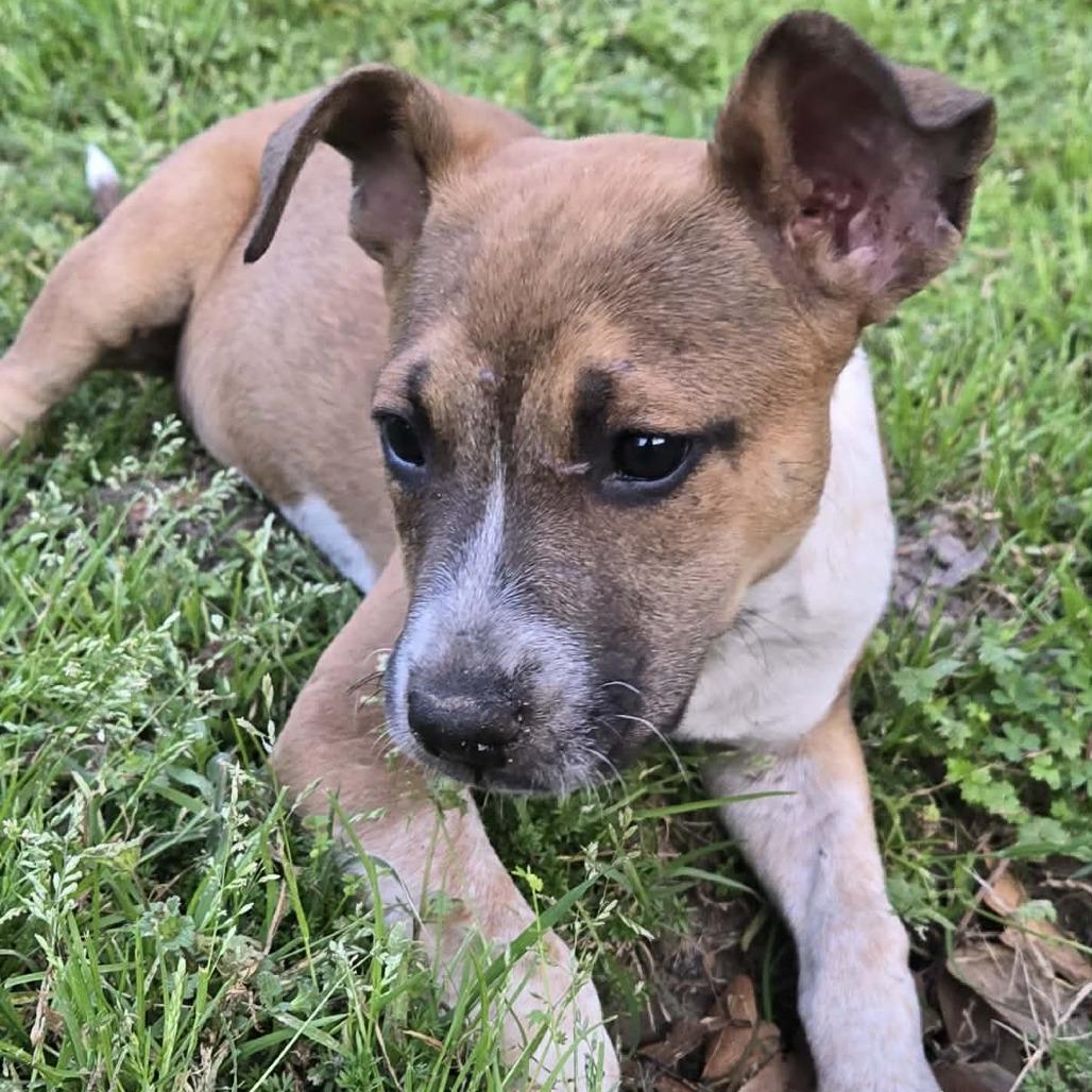 Enlarge Riley, a Adoptable Shepherd in Montgomery, TX image 4/6