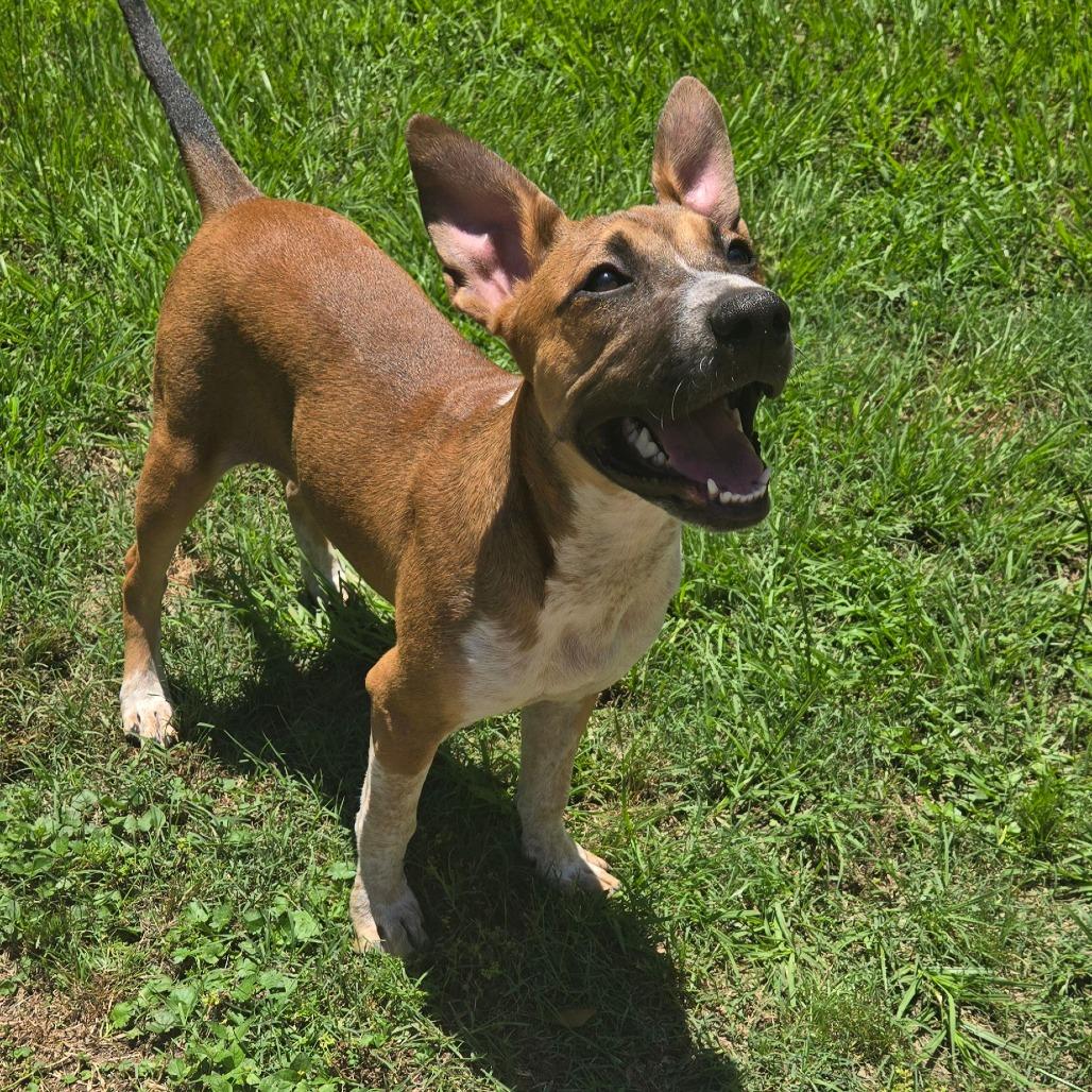 Enlarge Riley, a Adoptable Shepherd in Montgomery, TX image 4/5