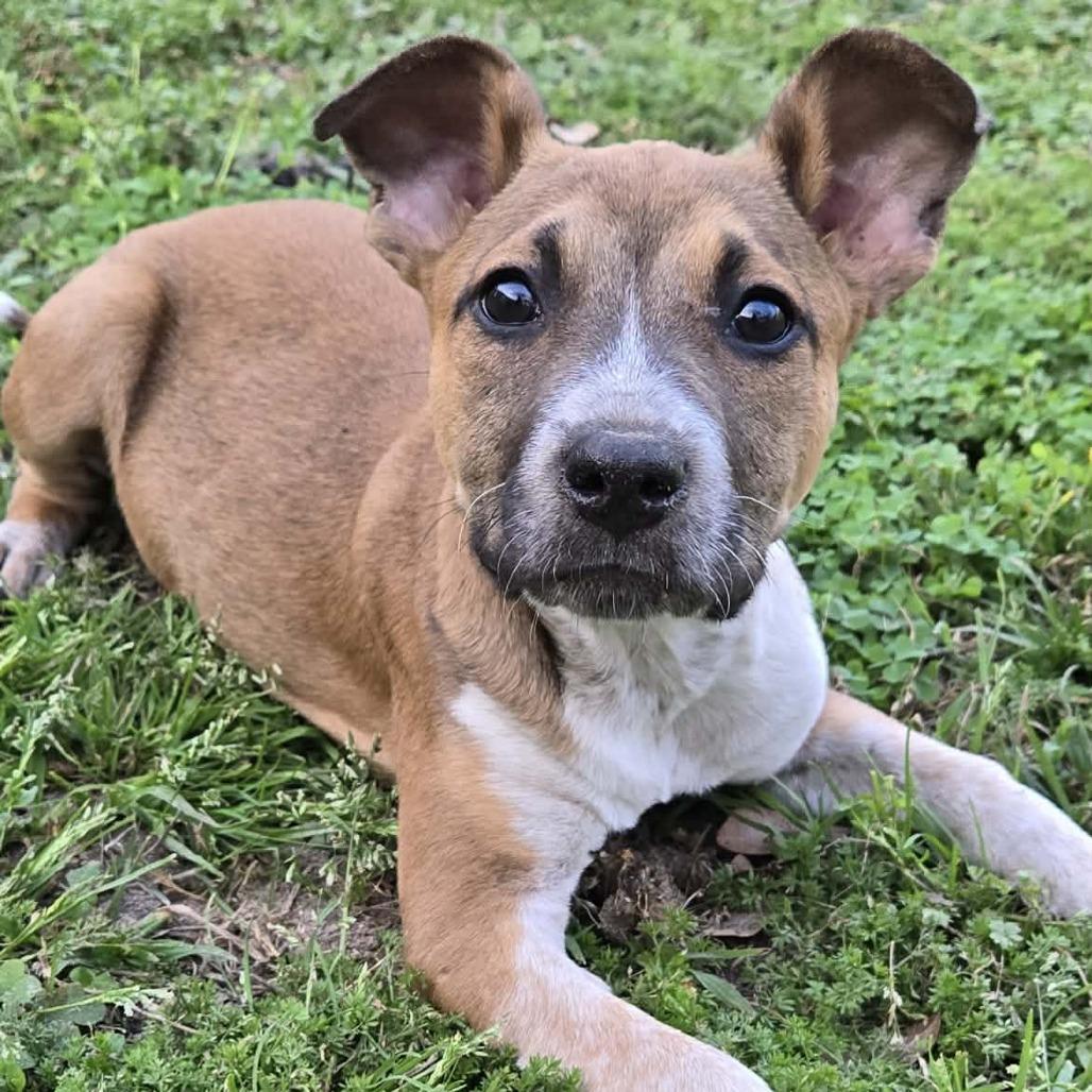 Enlarge Riley, a Adoptable Shepherd in Montgomery, TX image 5/6