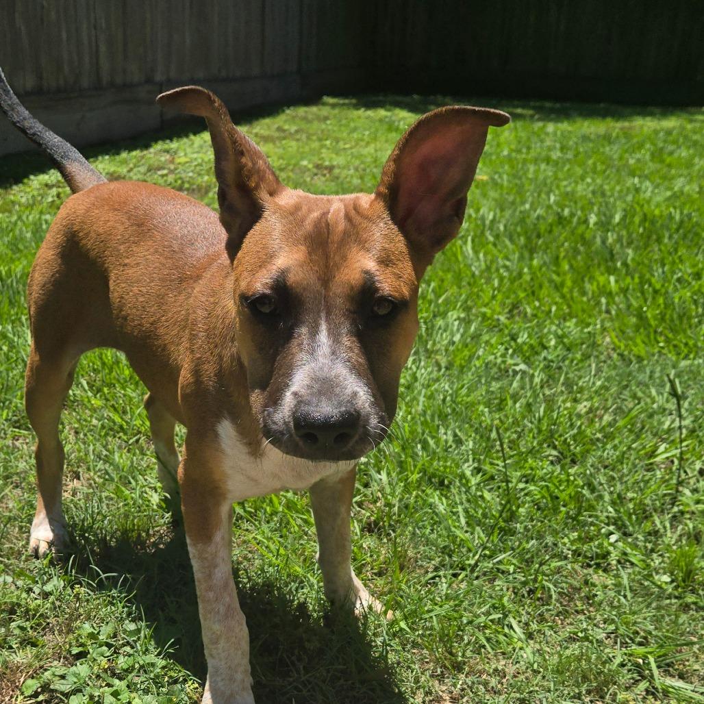 Enlarge Riley, a Adoptable Shepherd in Montgomery, TX image 5/5