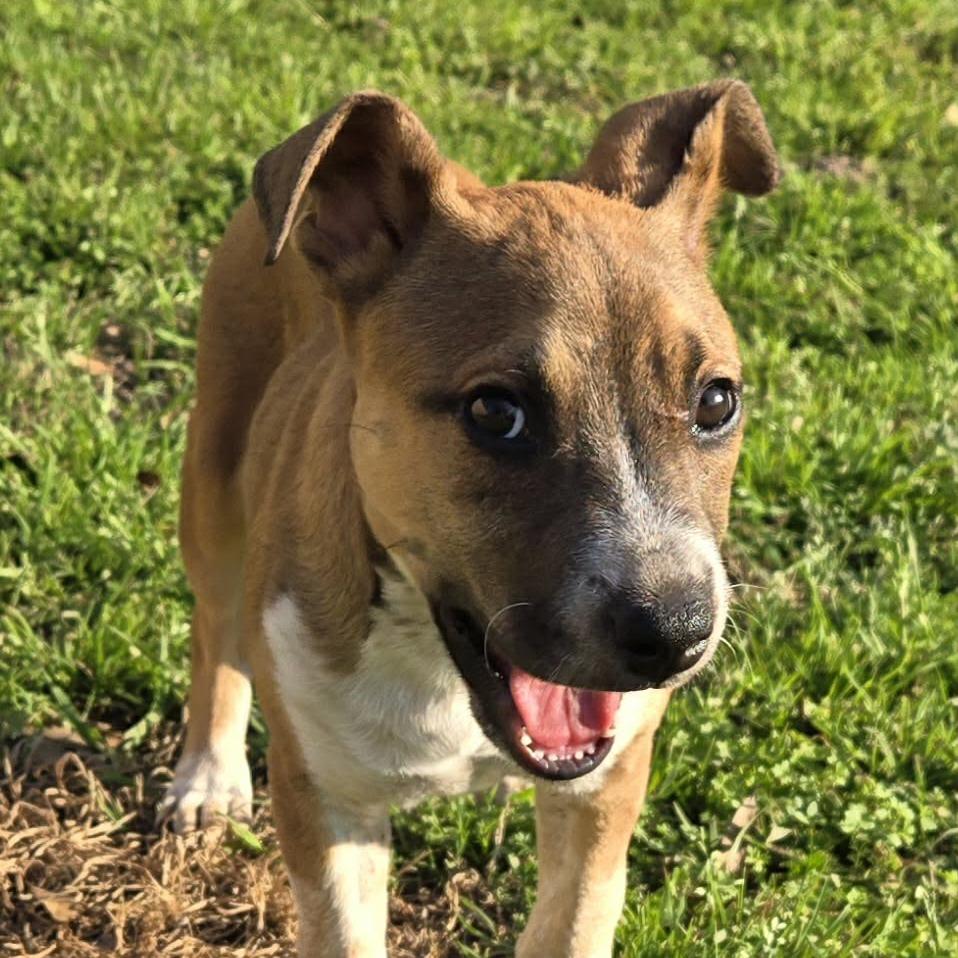 Enlarge Riley, a Adoptable Shepherd in Montgomery, TX image 6/6