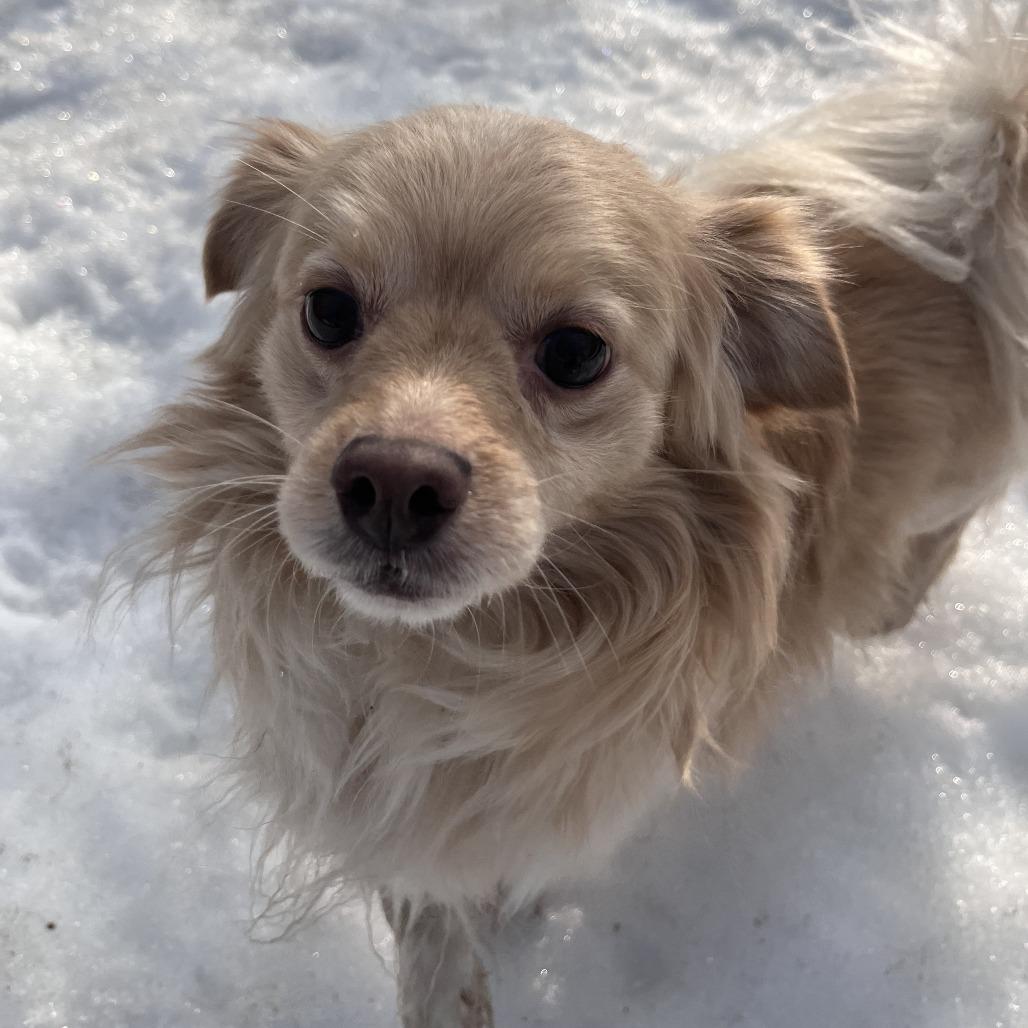 Cobi, Adoptable, Adult Male Pekingese & Spaniel.