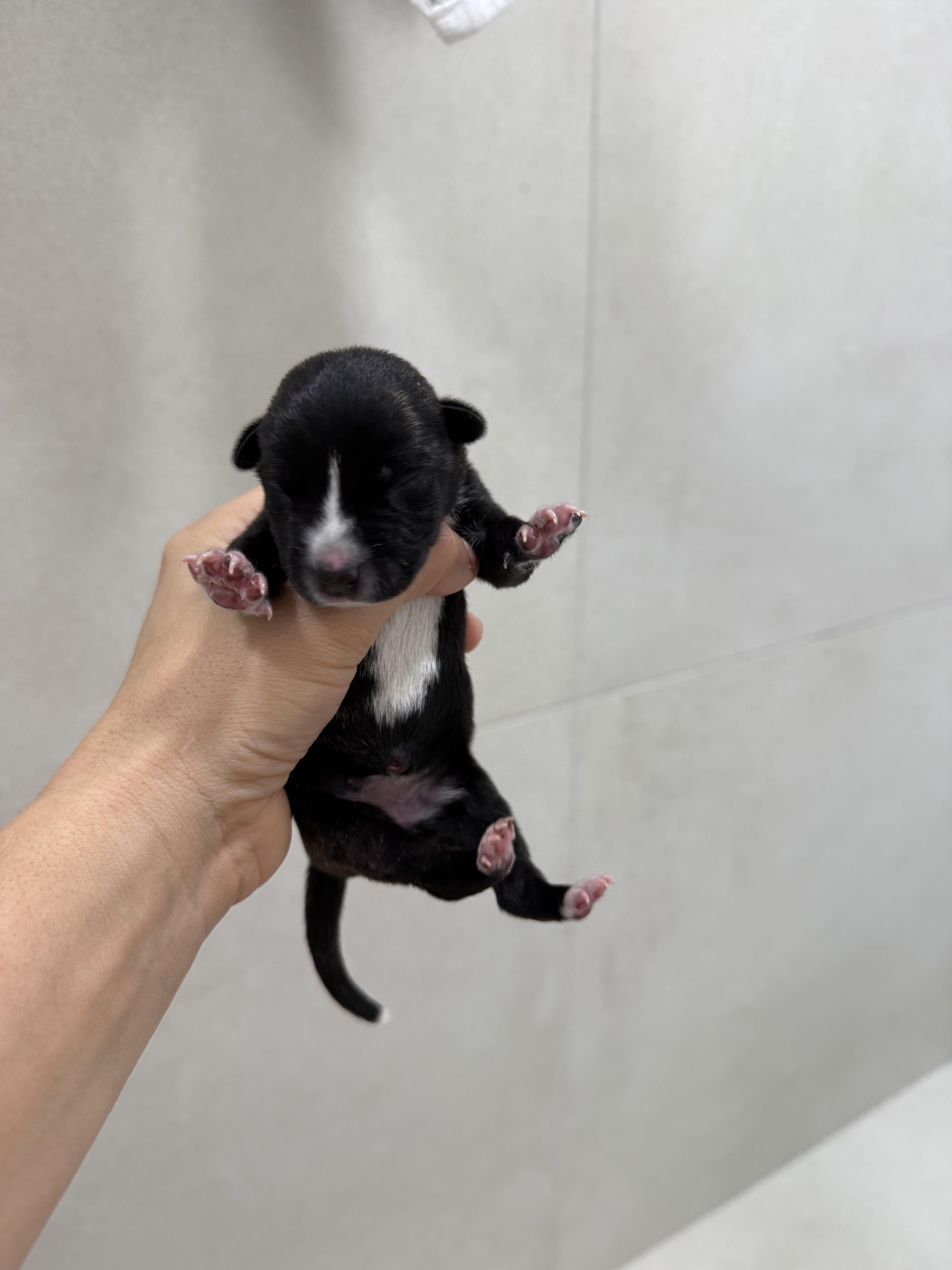 Enlarge Joy, an adopted Mixed Breed in Fairlawn , NJ image 1/5