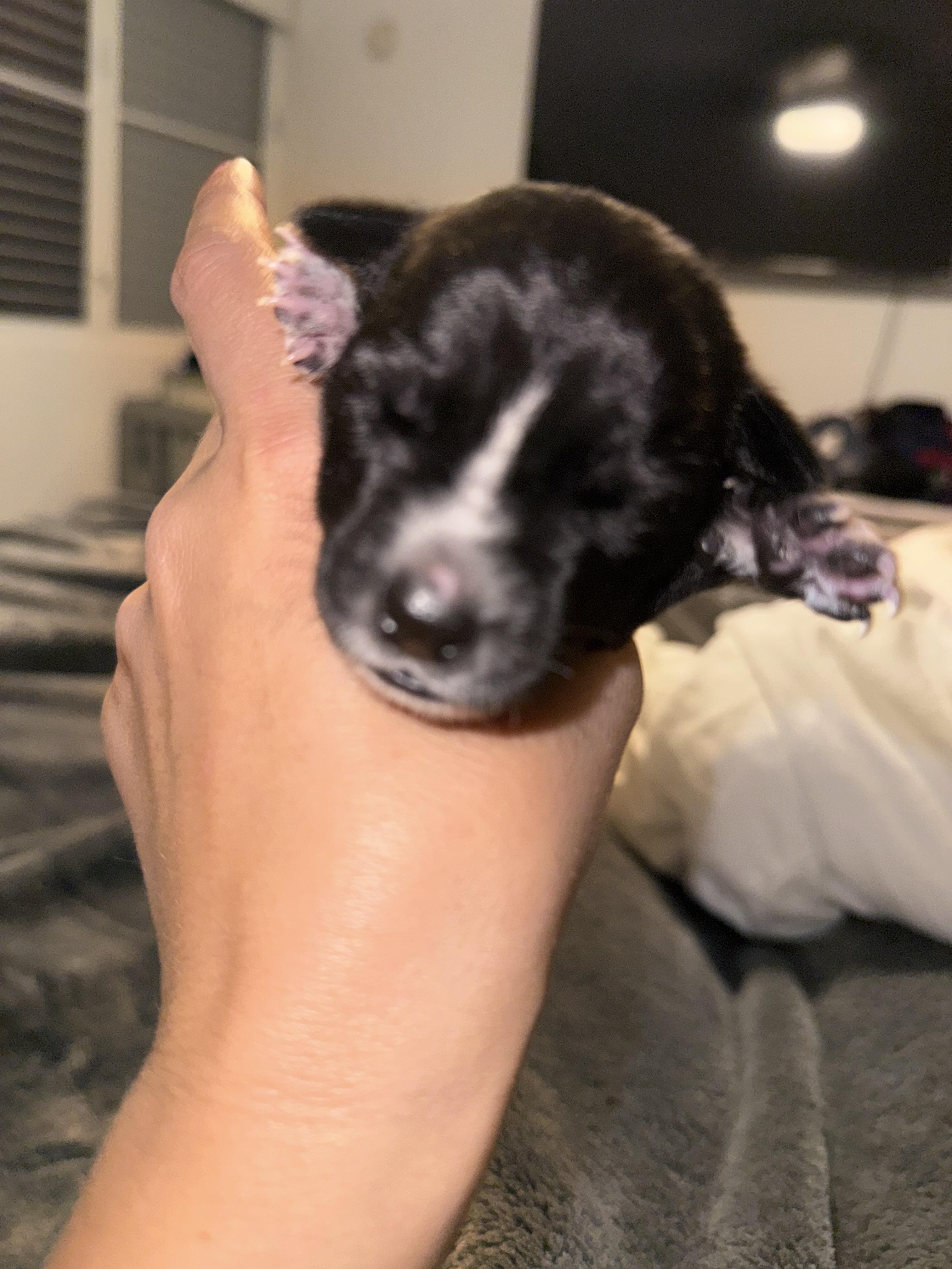 Enlarge Joy, an adopted Mixed Breed in Fairlawn , NJ image 2/5