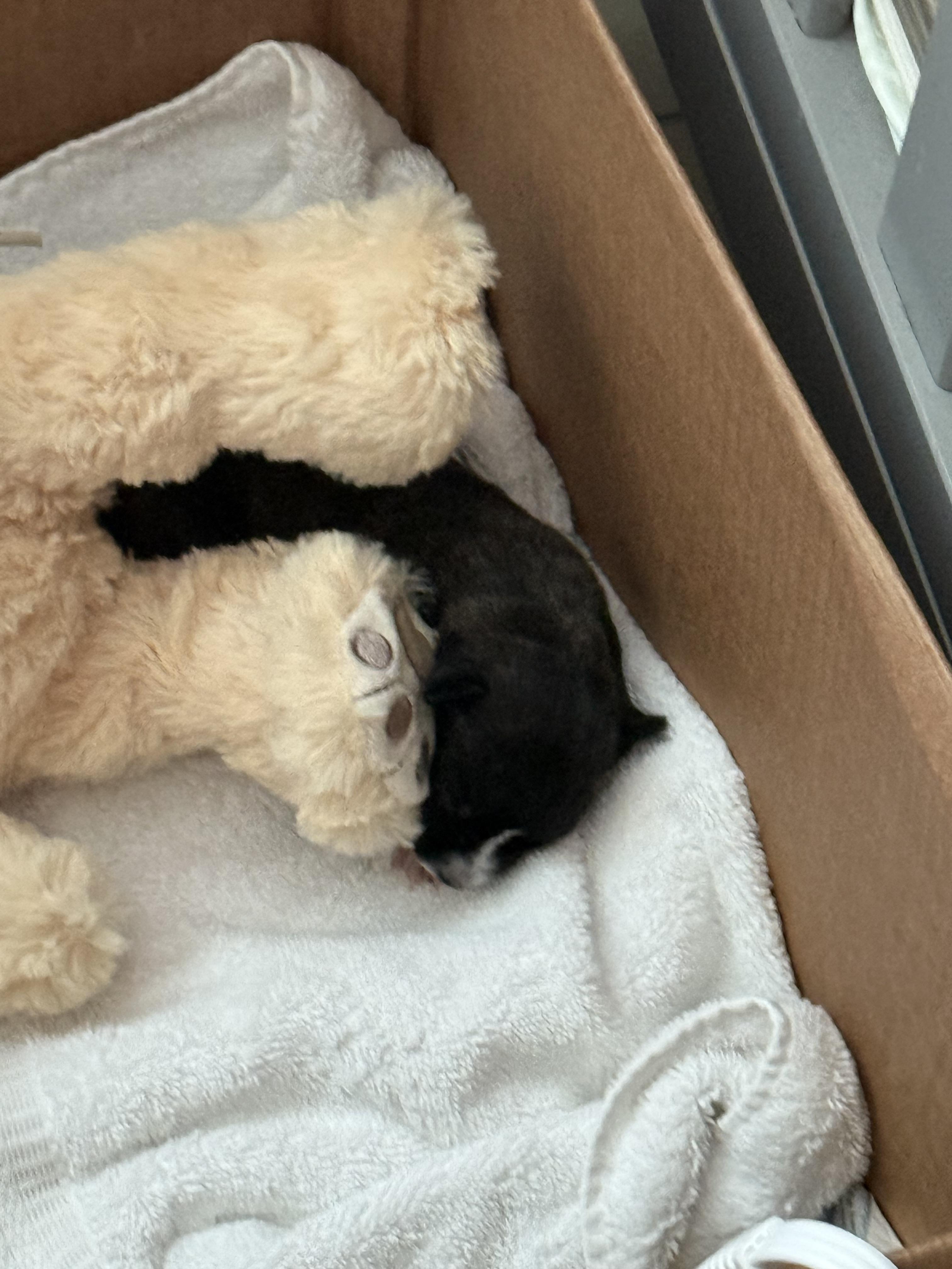 Enlarge Joy, an adopted Mixed Breed in Fairlawn , NJ image 3/5