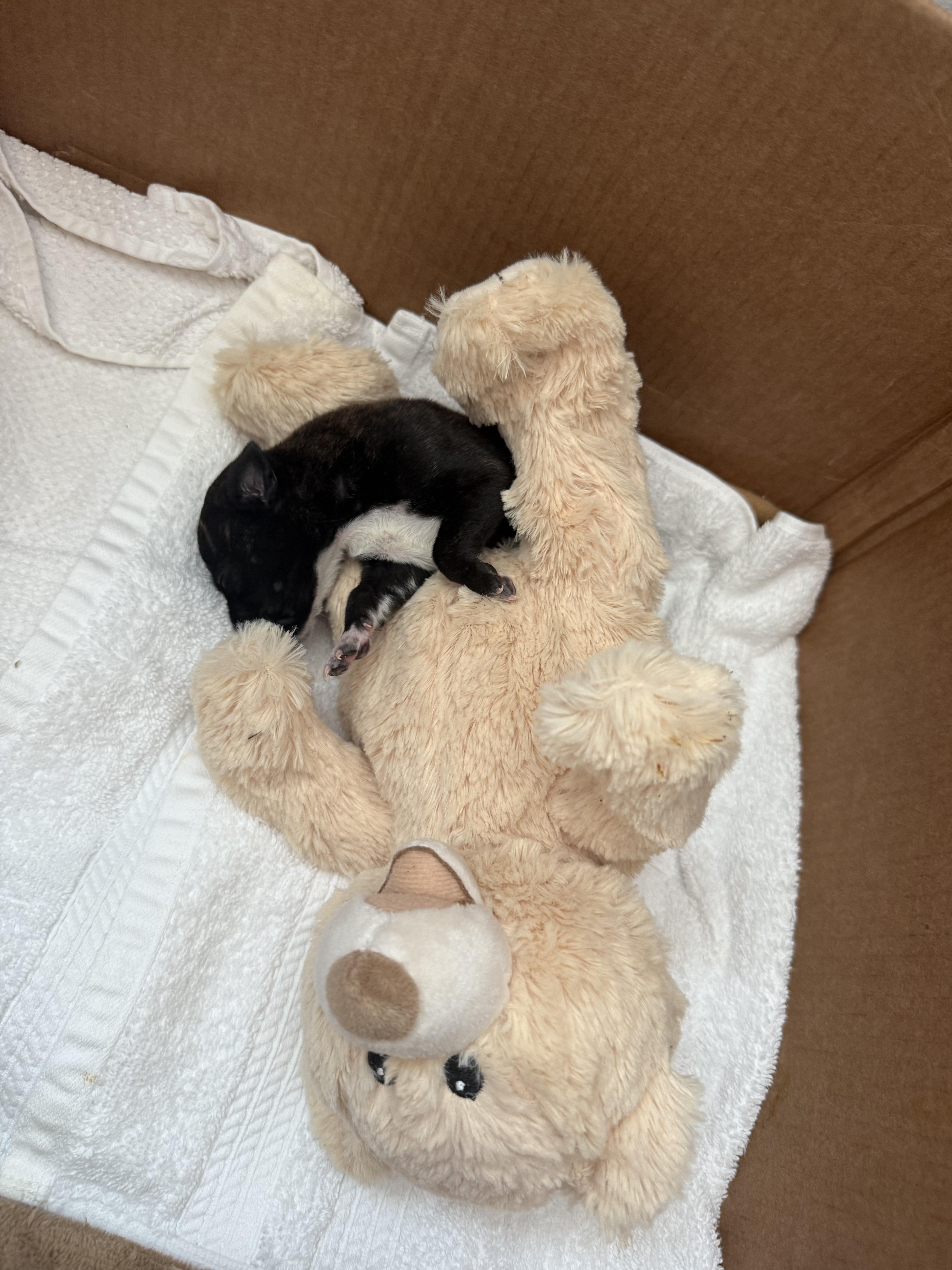 Enlarge Joy, an adopted Mixed Breed in Fairlawn , NJ image 4/5