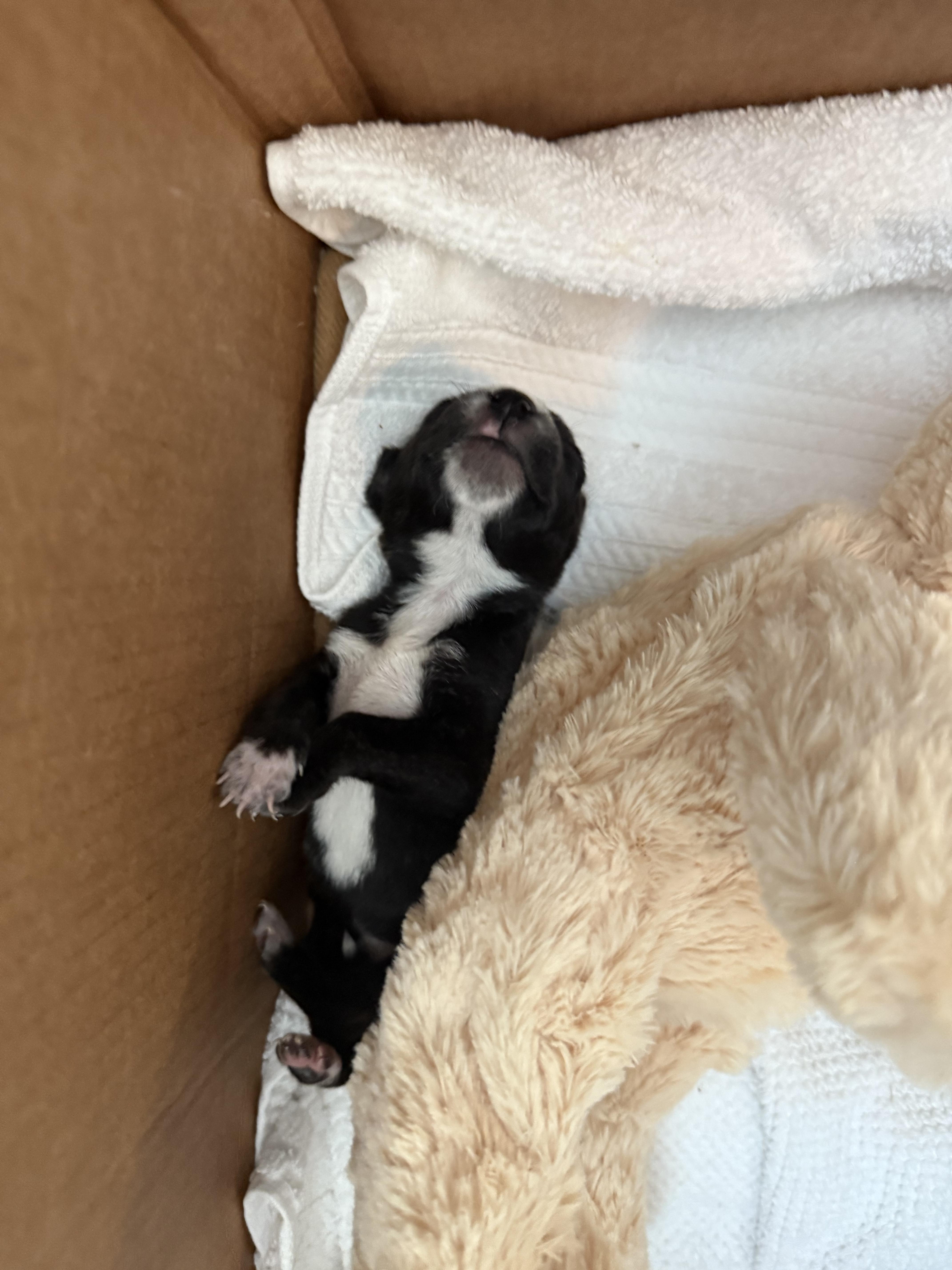 Enlarge Joy, an adopted Mixed Breed in Fairlawn , NJ image 5/5