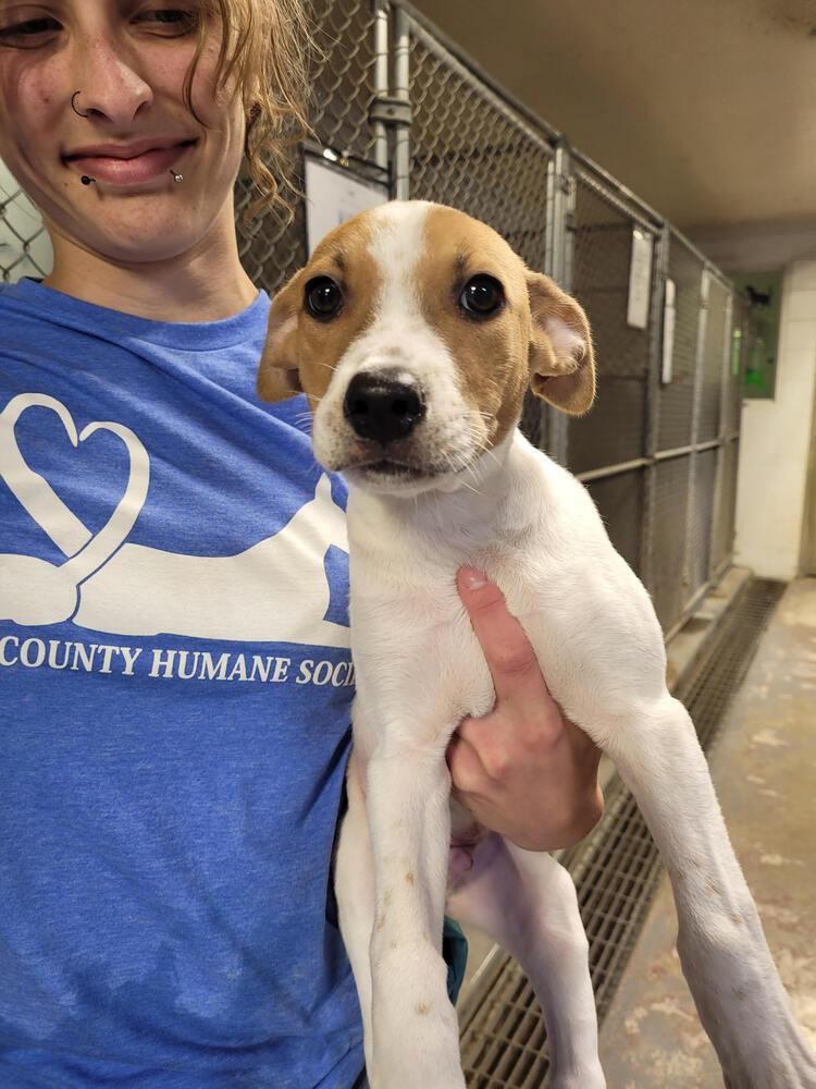 Enlarge Lincoln, a Adoptable mixed breed in Linton, IN image 4/4