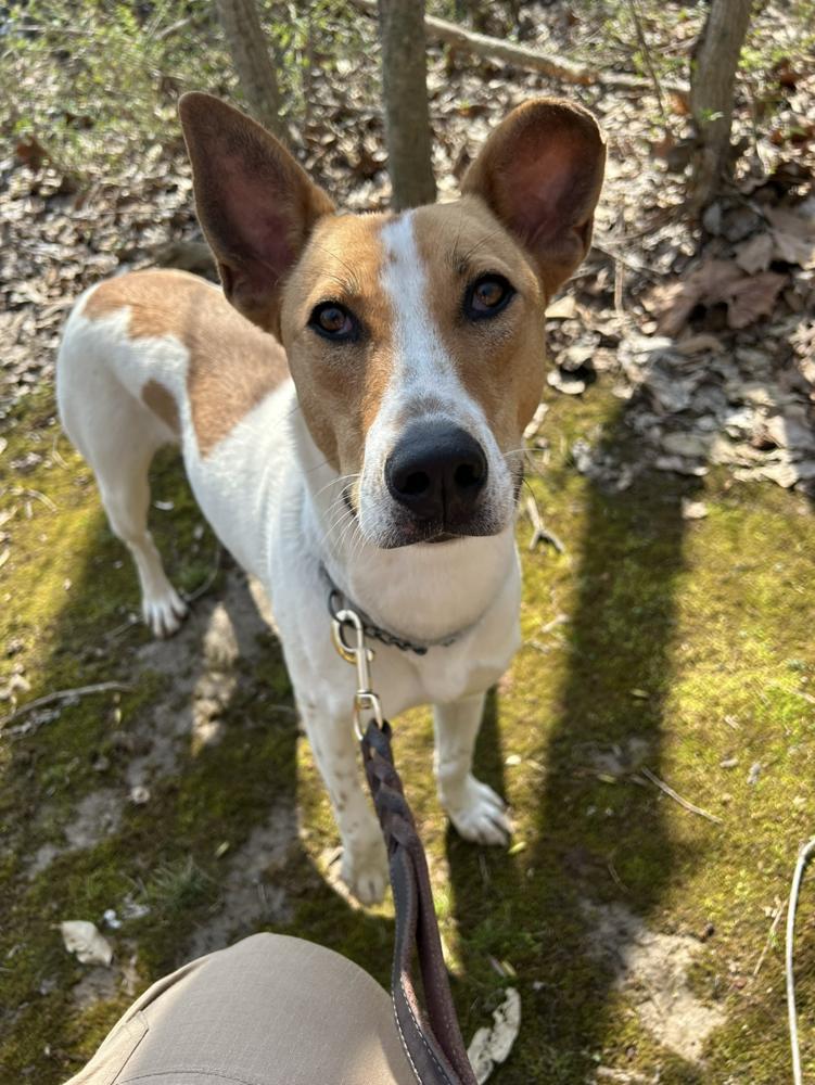 Enlarge Lincoln, a Adoptable mixed breed in Linton, IN image 3/3