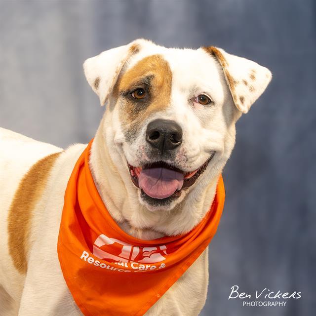 PHANTOM, Adoptable, Young Female Labrador Retriever & Mixed Breed.