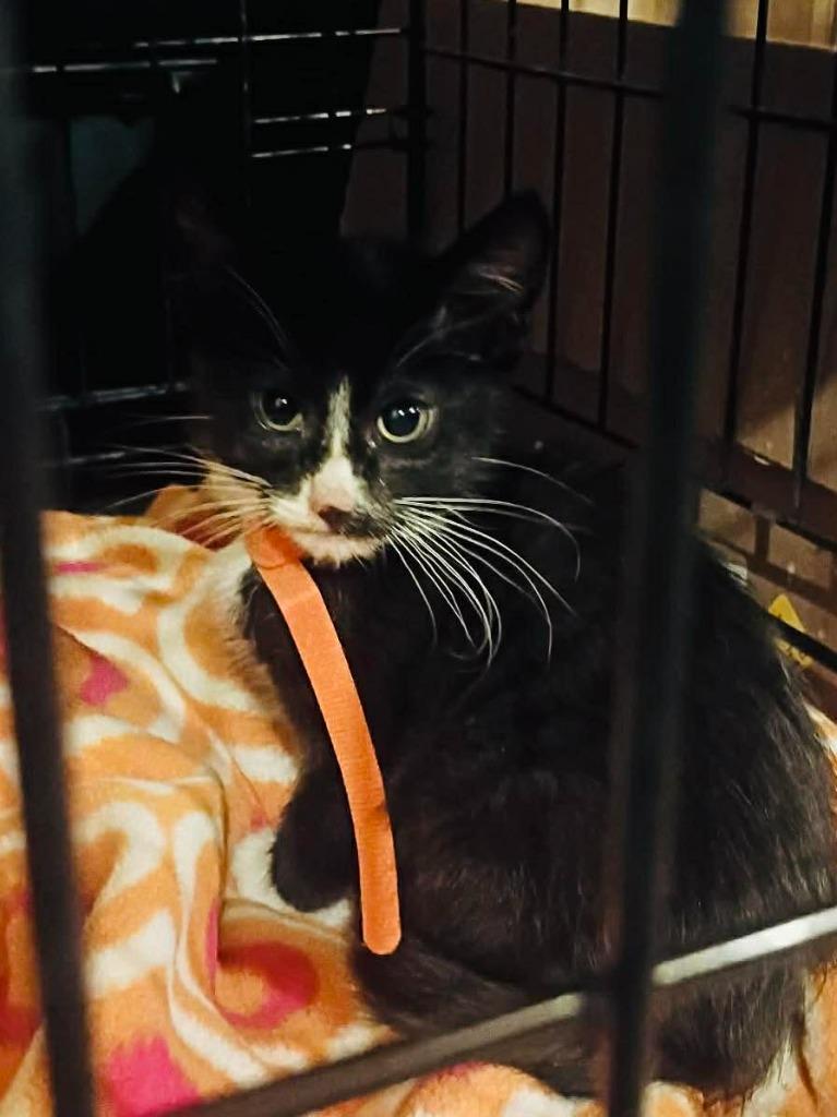 Enlarge Paul, a Adoptable Domestic Short Hair in Cloquet, MN image 1/1